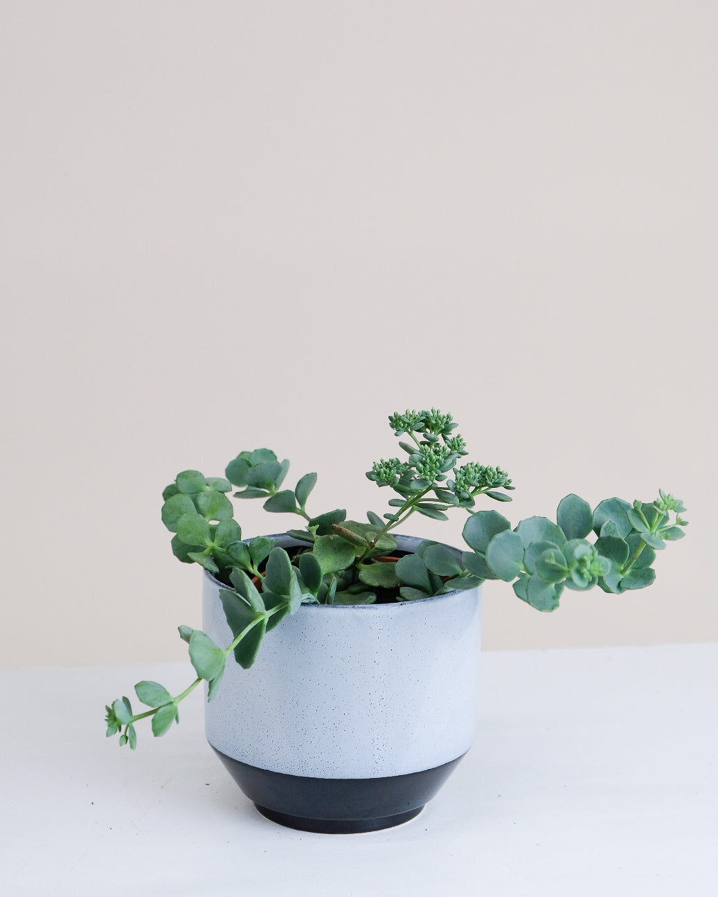 Sedum sieboldii