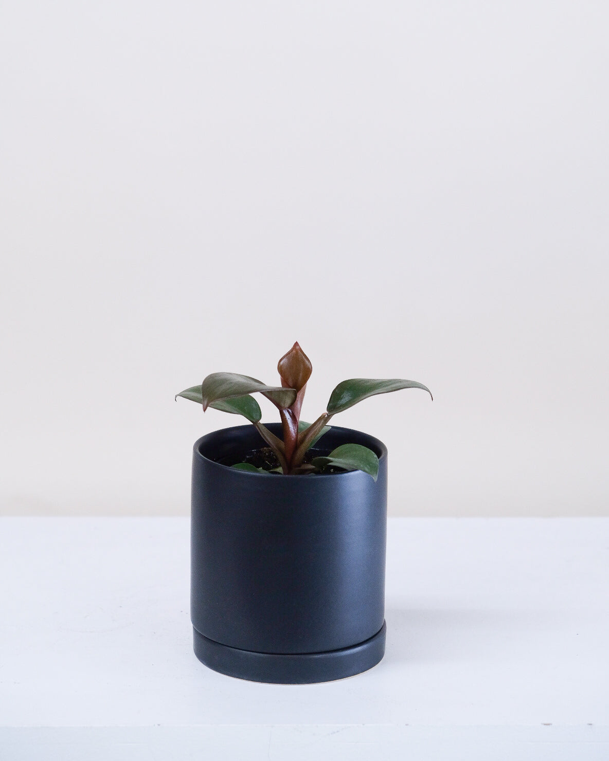 Philodendron « Black Cardinal »