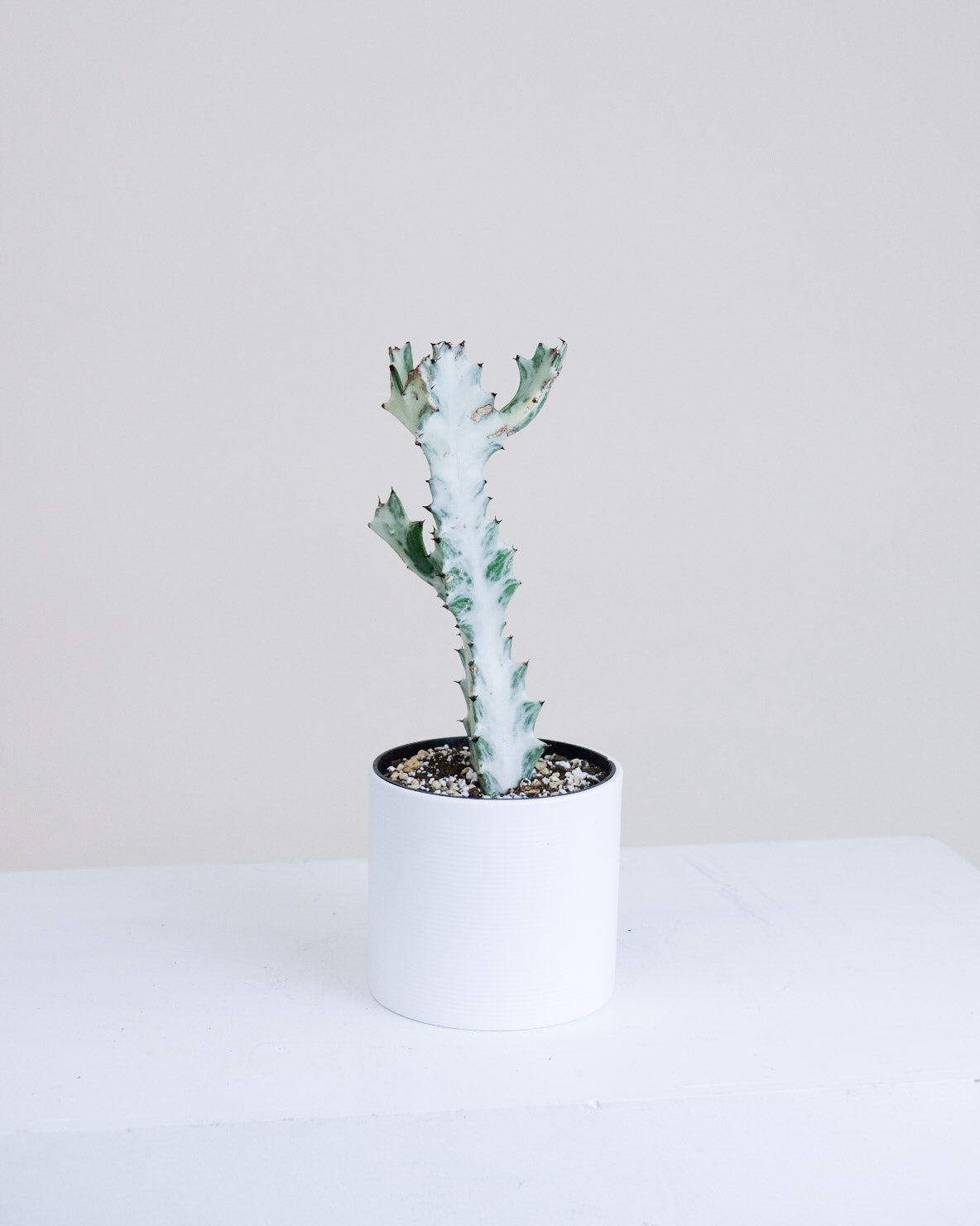 Euphorbia lactea « White Ghost »