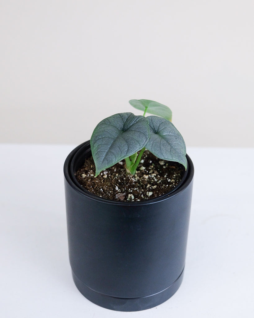 Alocasia Melo + Cache-pot blanc Alaska