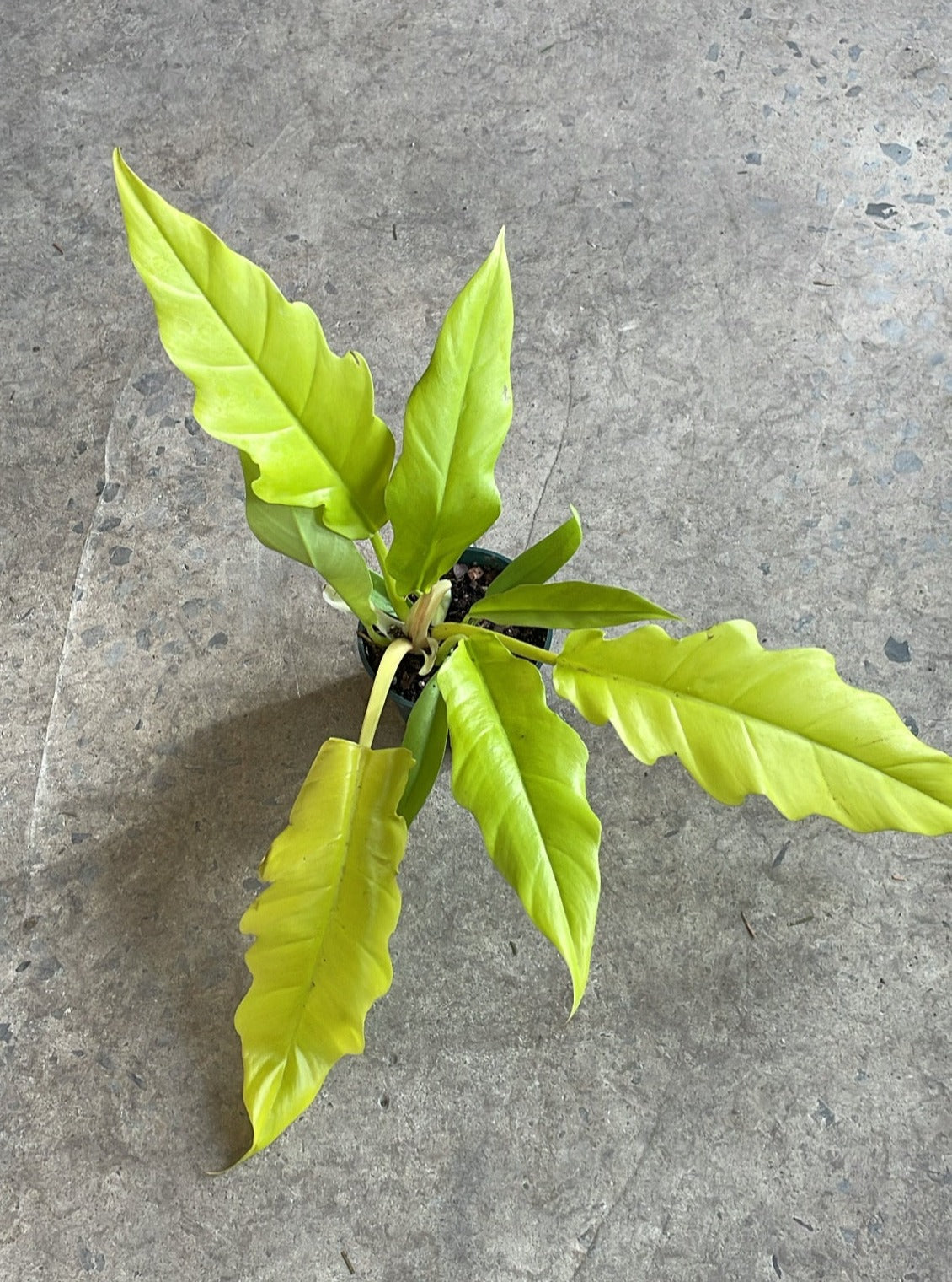 Philodendron « Narrow Gold »