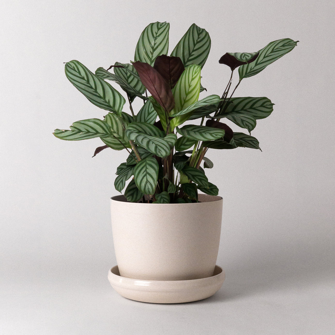 Pot nature