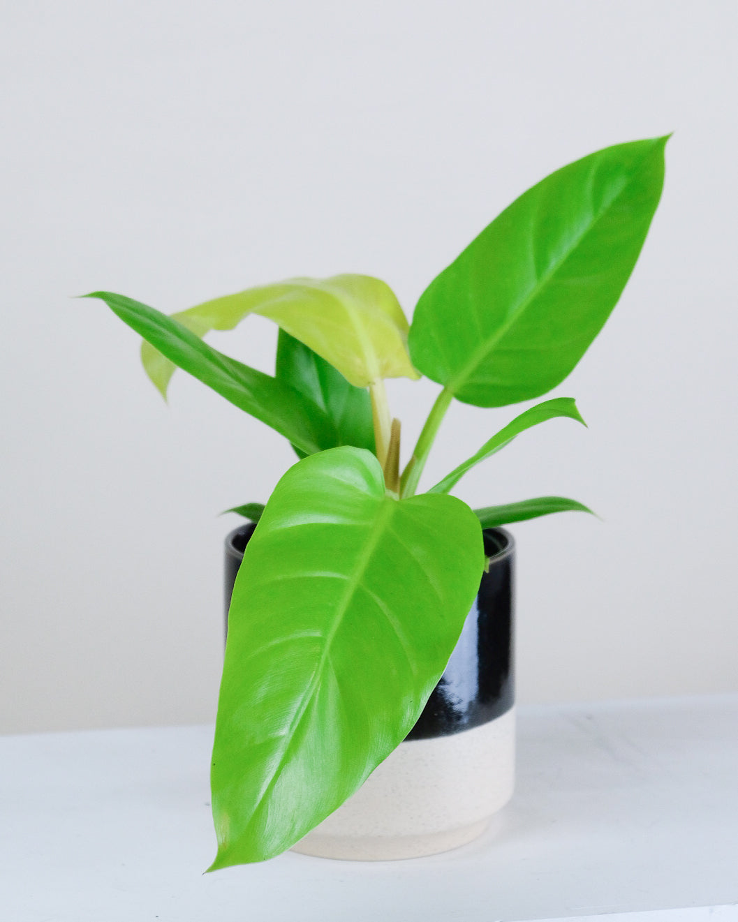 Philodendron melinonii « Gold »