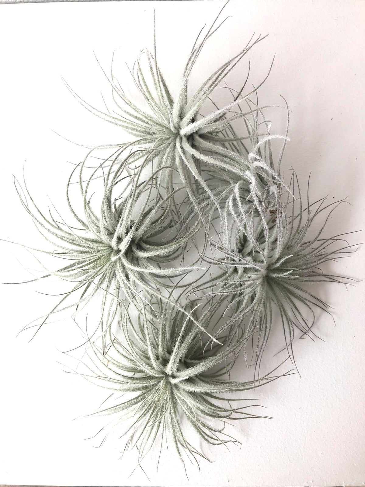 Tillandsia « Tectorum » 