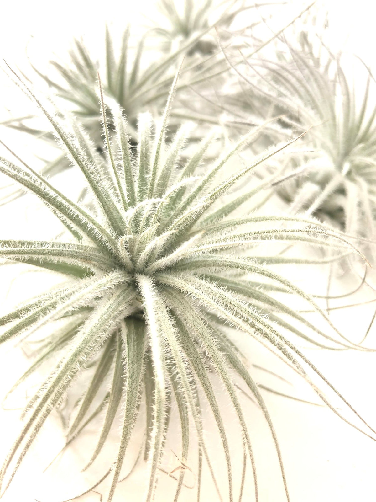 Tillandsia « Tectorum » 