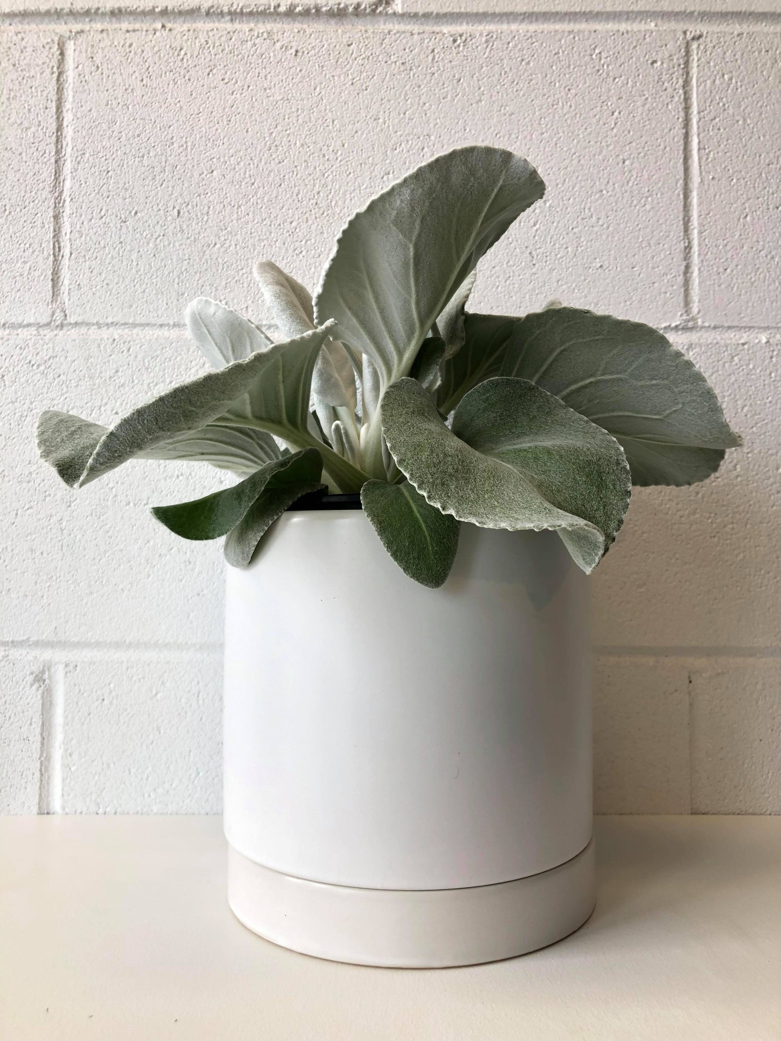 Senecio « Angel Wing » 