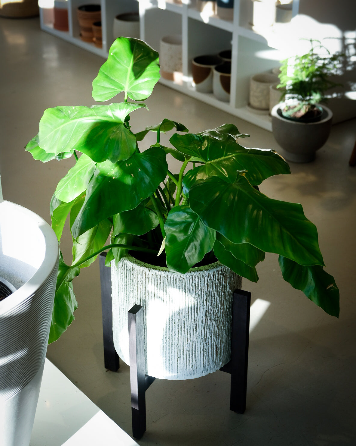 Philodendron wilsonii « Giganteum »