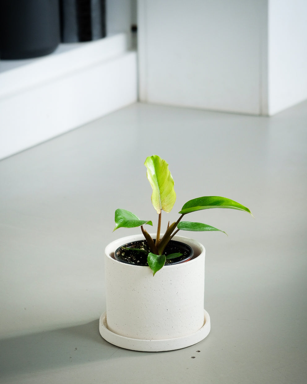 Philodendron « Jungle Fever »