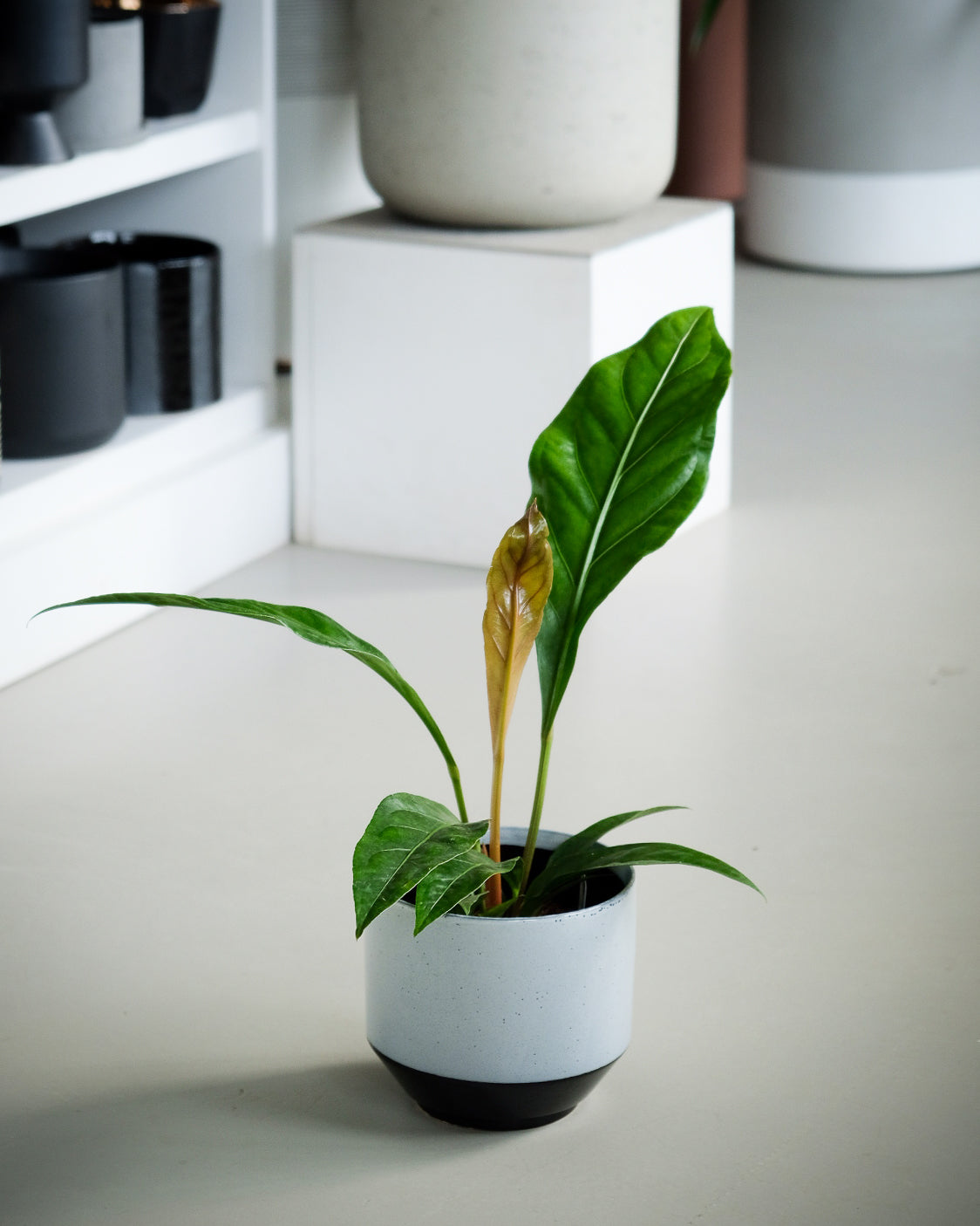 anthurium ellipticum jungle king Anthurium ellipticum « Jungle King »