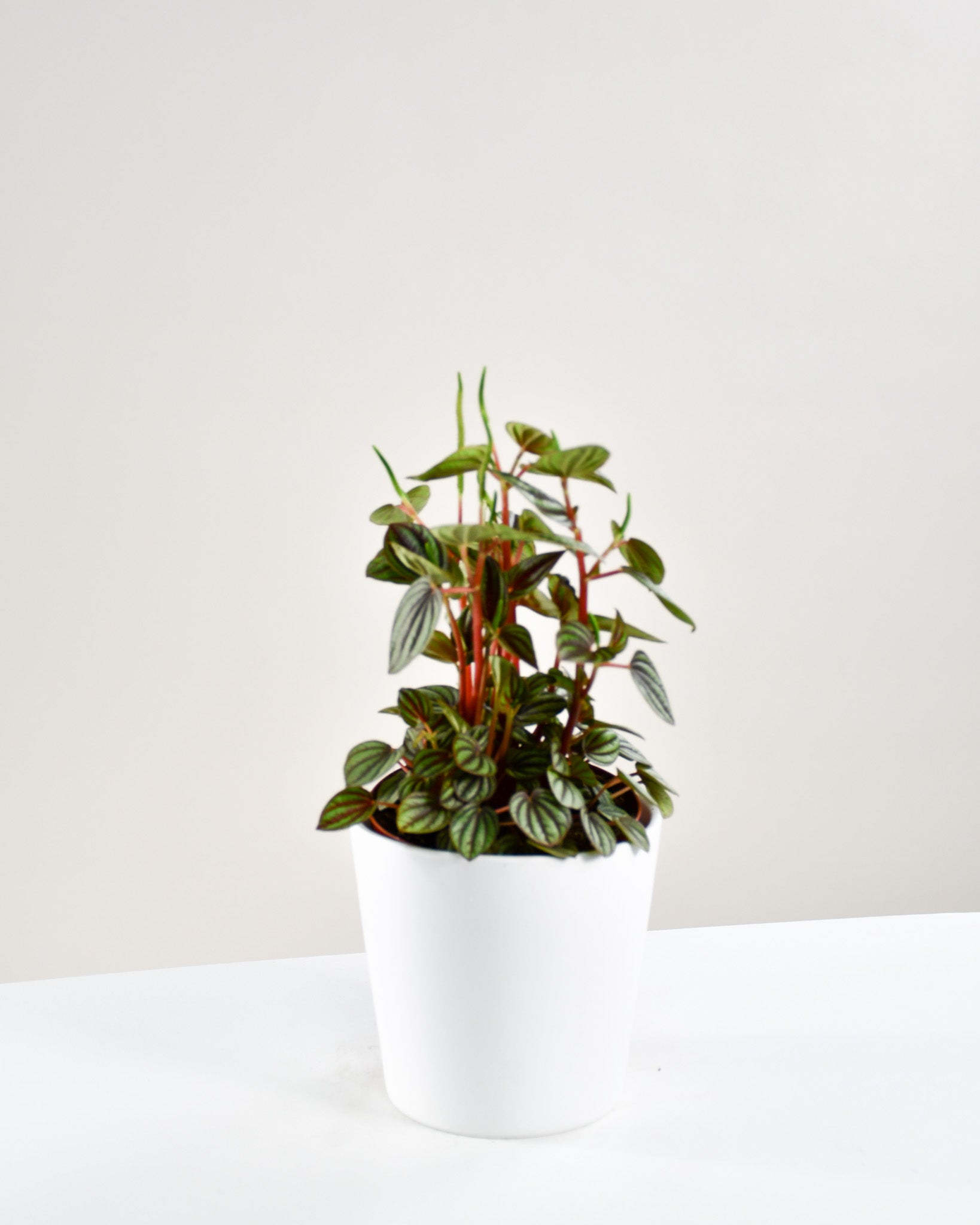 MICA Decorations Peperomia Plante Suspendue Multicolore 58 cm : :  Cuisine et Maison