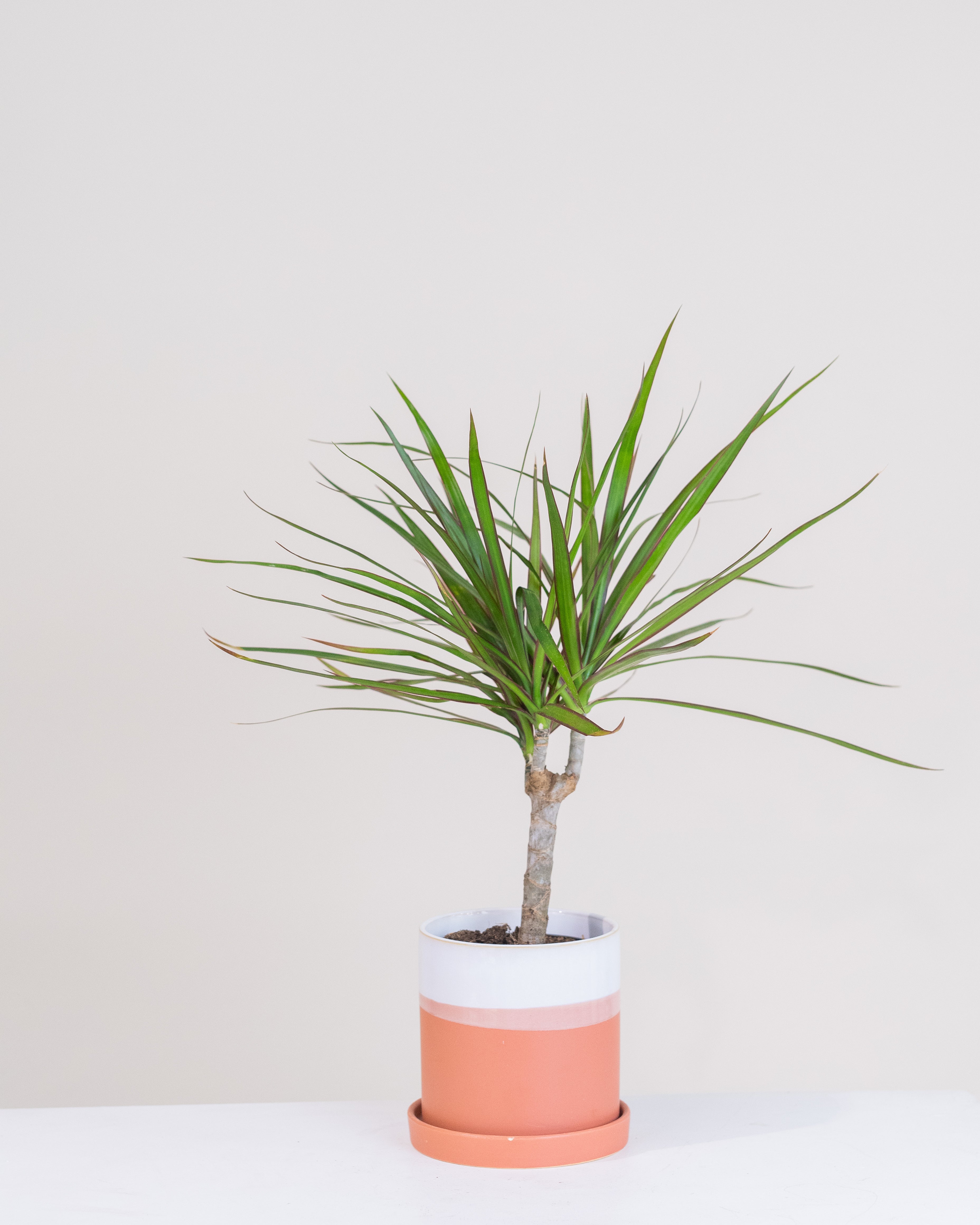 dracaena marginata entretien Dracaena marginata