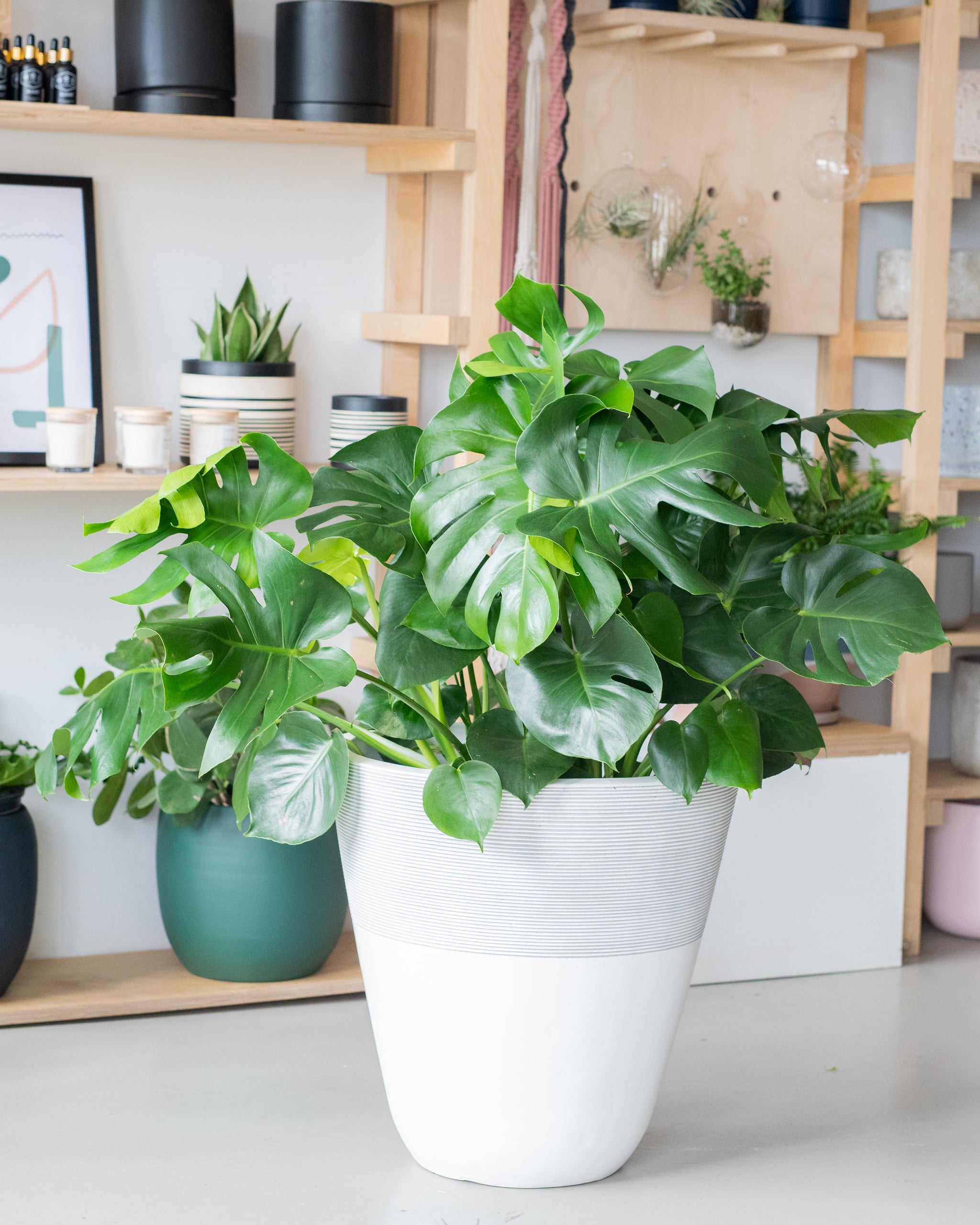 acheter monstera deliciosa Monstera deliciosa