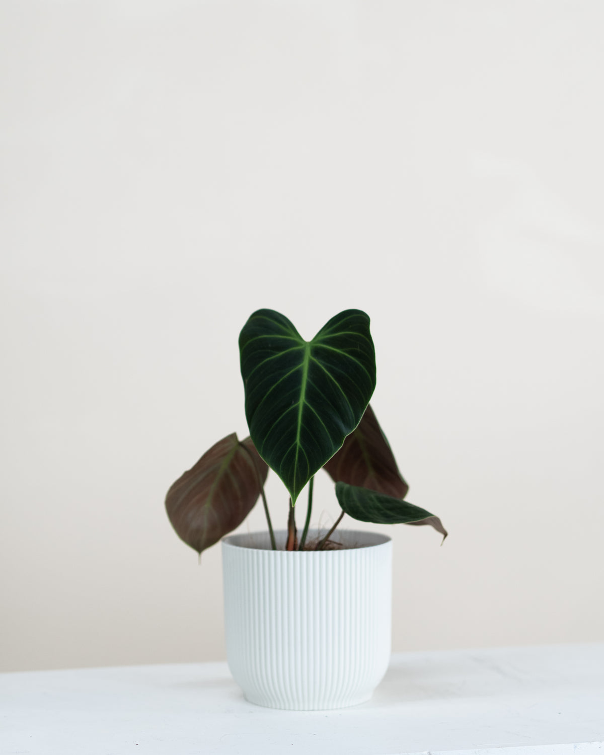 Philodendron sp. « Choco Red »