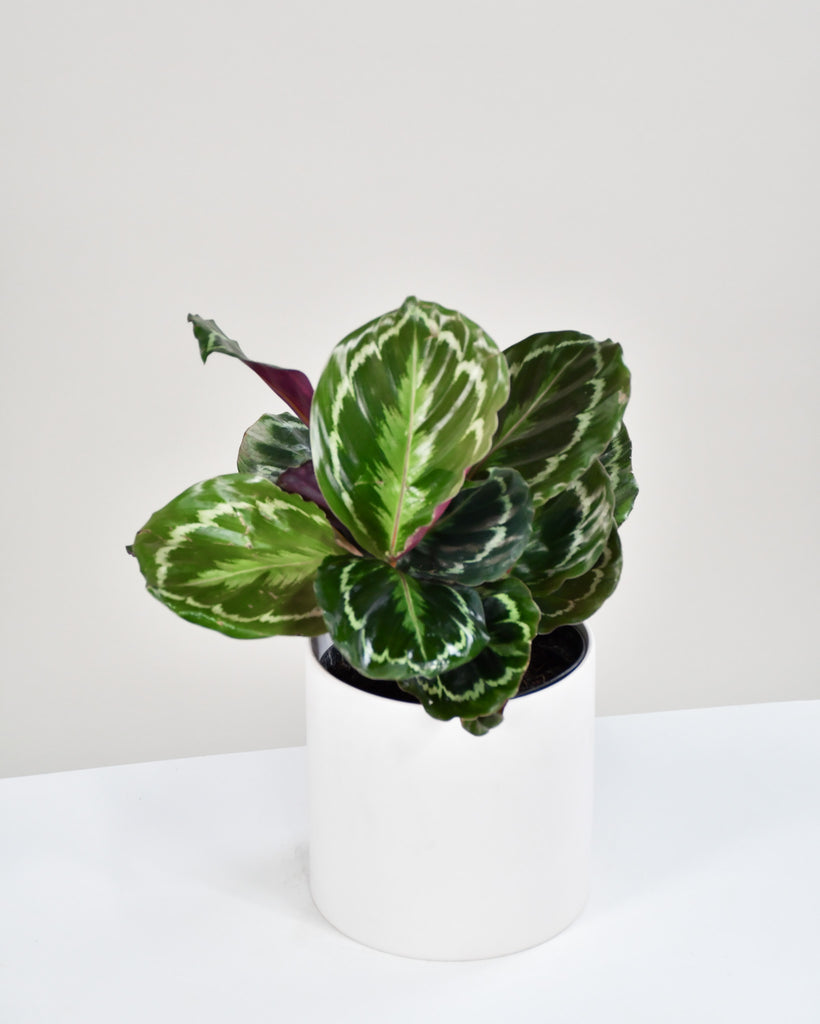Calathea « Medaillon »