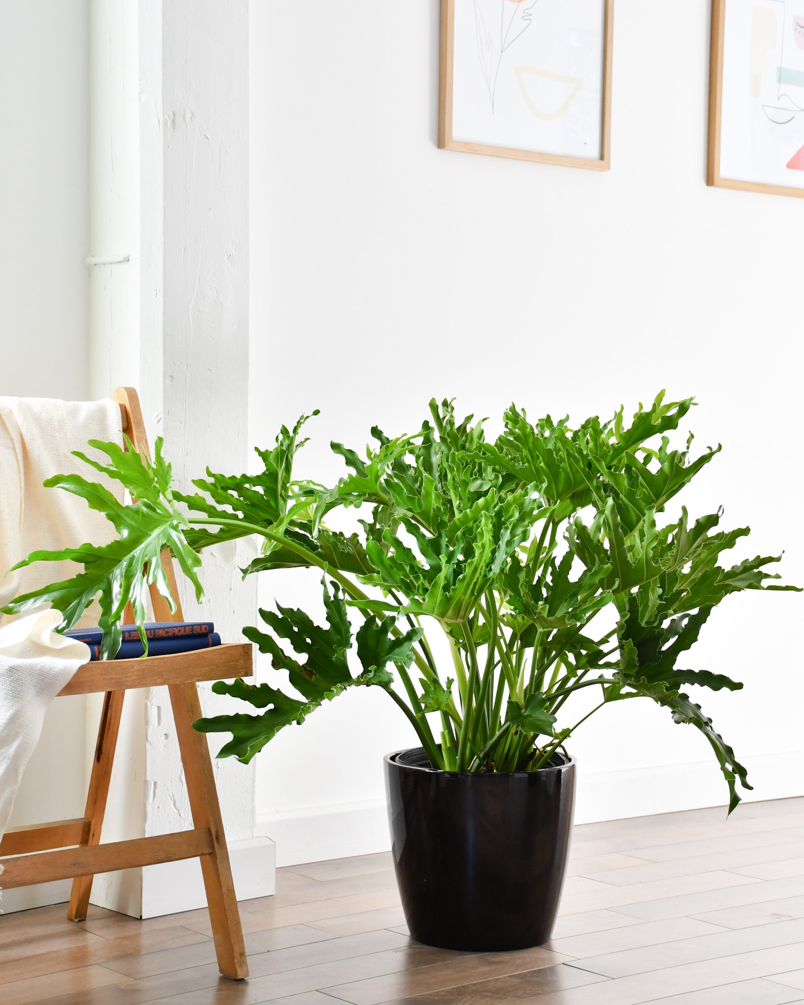 philodendron bipinnatifidum entretien Philodendron selloum