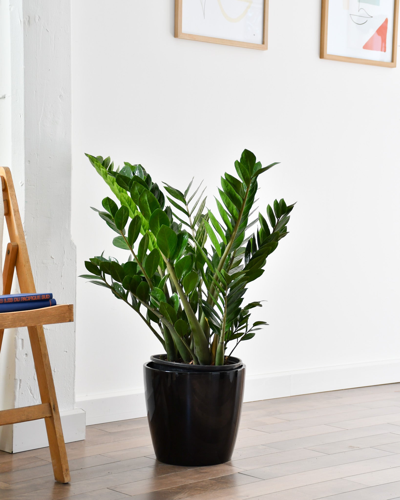 la plante zz Zamioculcas zamiifolia