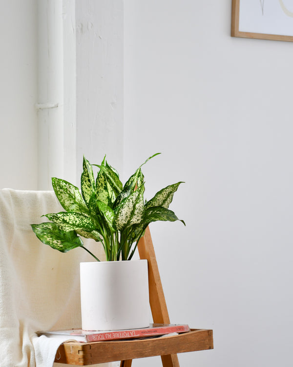 Aglaonema « Spring Snow » - Folia Design