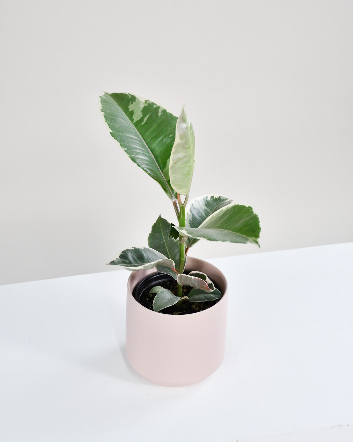 Ficus elastica « Tineke »