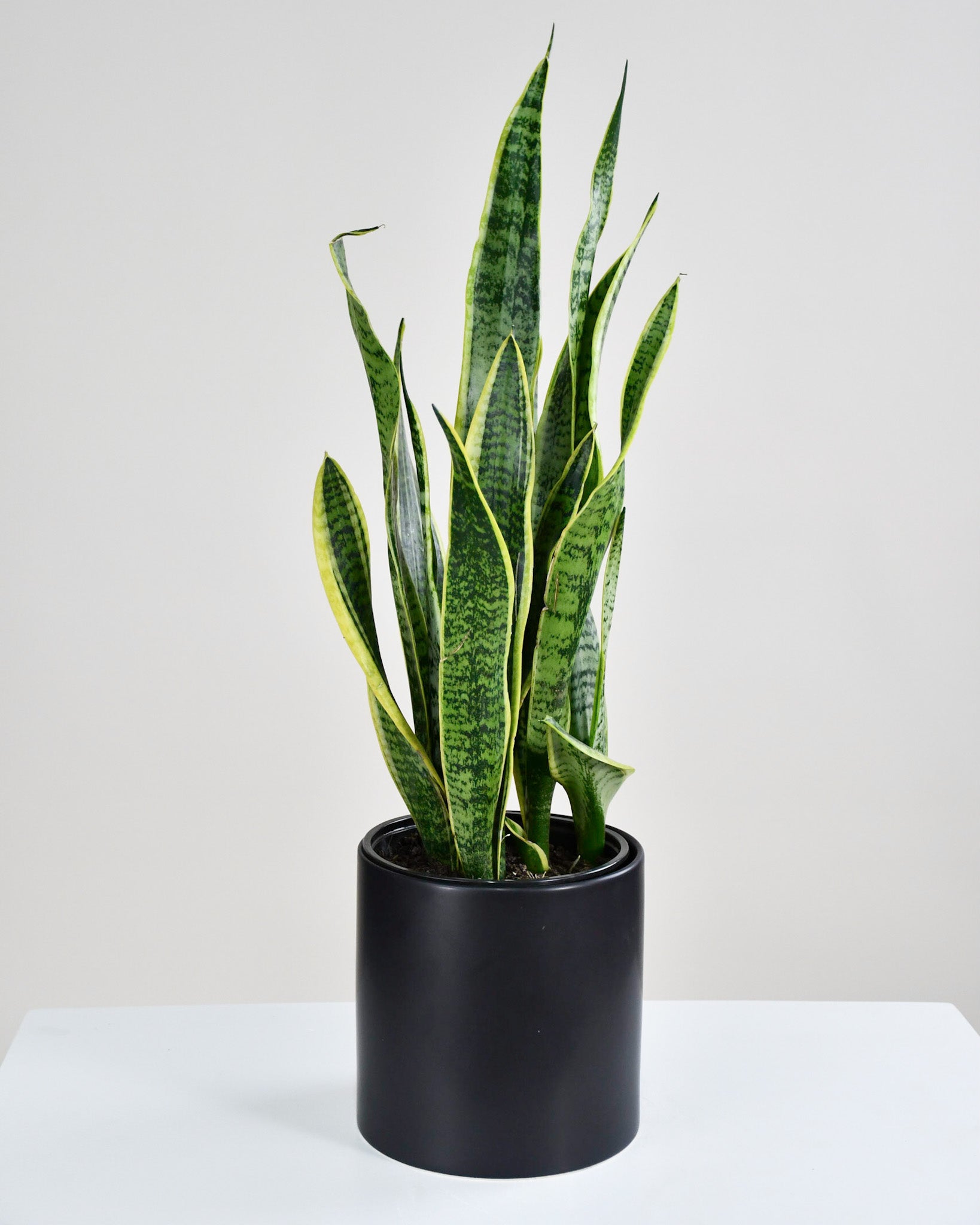 Sansevieria trifasciata laurentii -plante d'intérieur - peu d'entretien - ↕ 60-70 cm - ⌀ 17 cm Sansevieria trifasciata laurentii -plante d'intérieur - peu d'entretien - ↕ 60-70 cm - ⌀ 17 cm