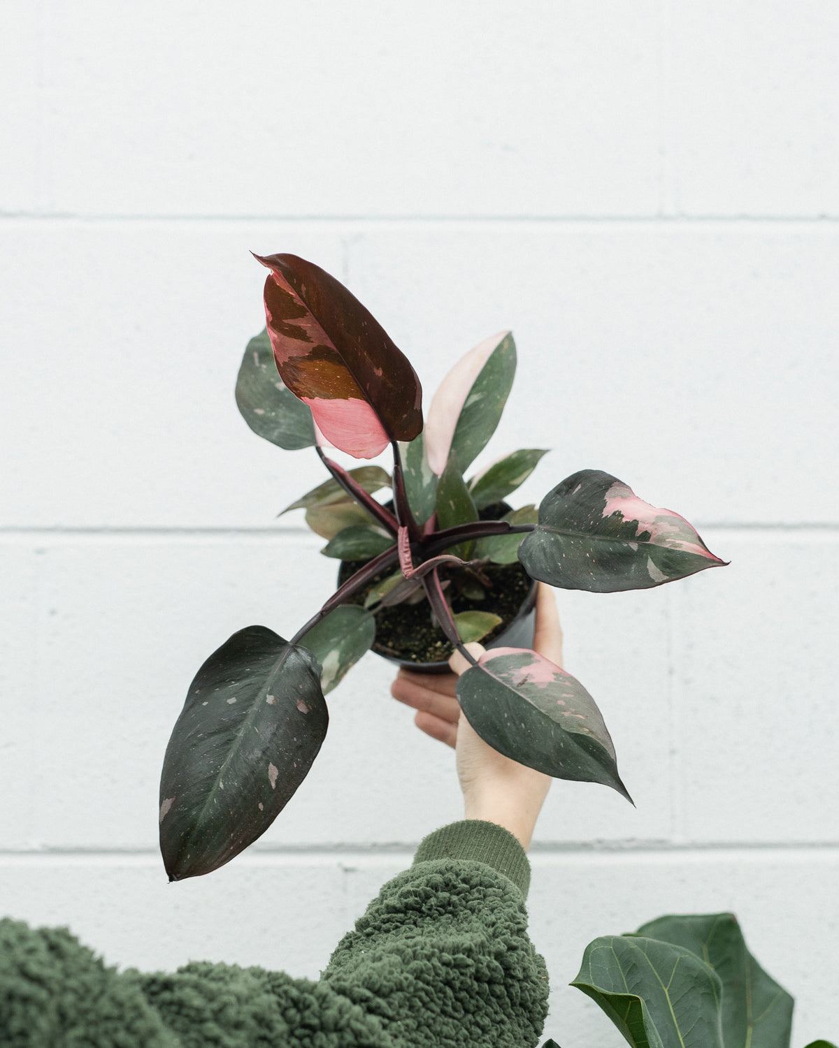Philodendron « Pink Princess » 
