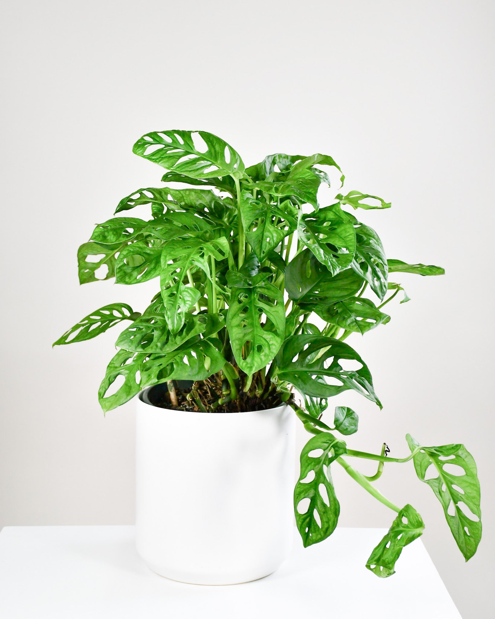 monstera adansonii entretien Monstera « Adansonii »
