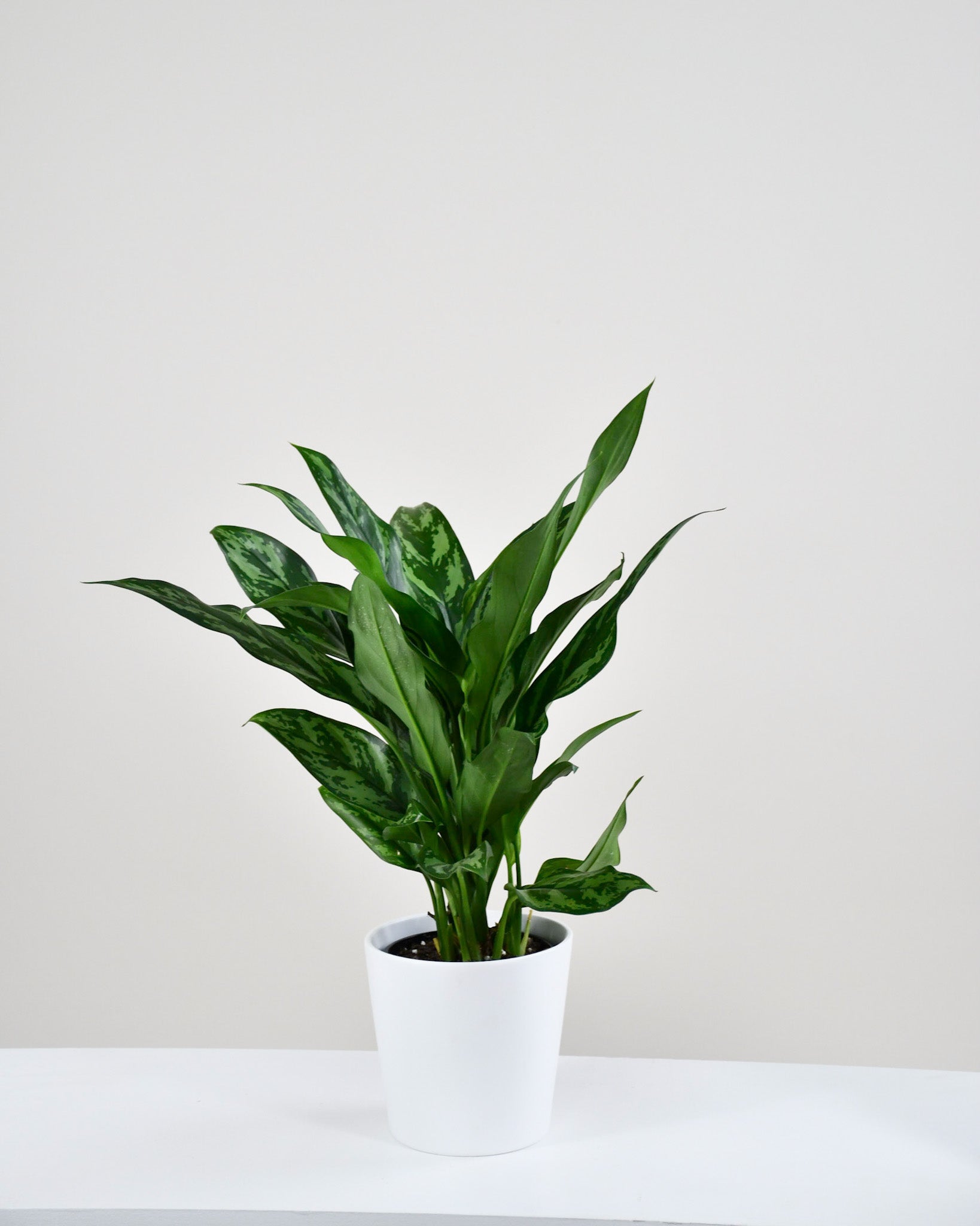 aglaonema super maria Aglaonema « Maria »