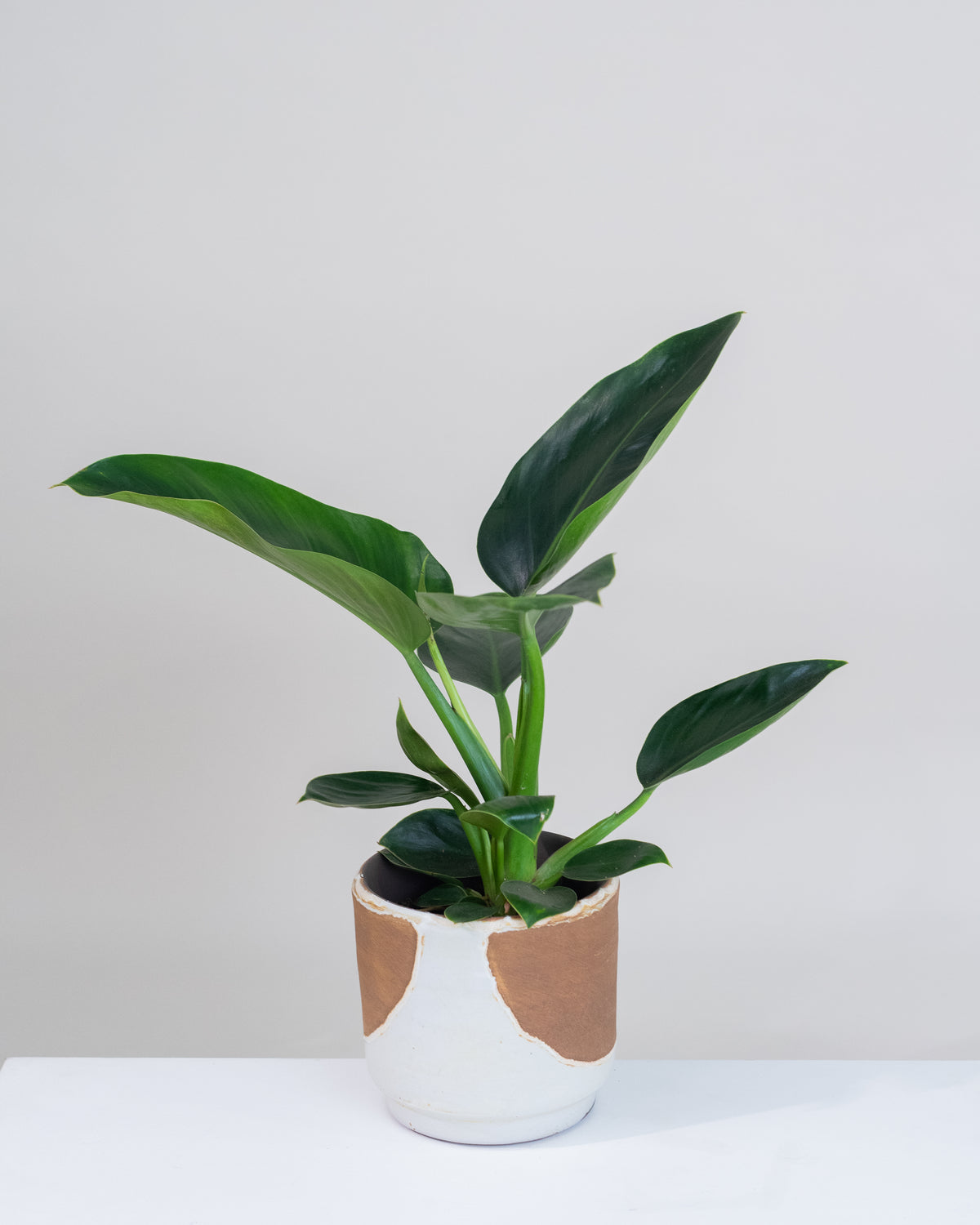 Philodendron « Imperial Green »