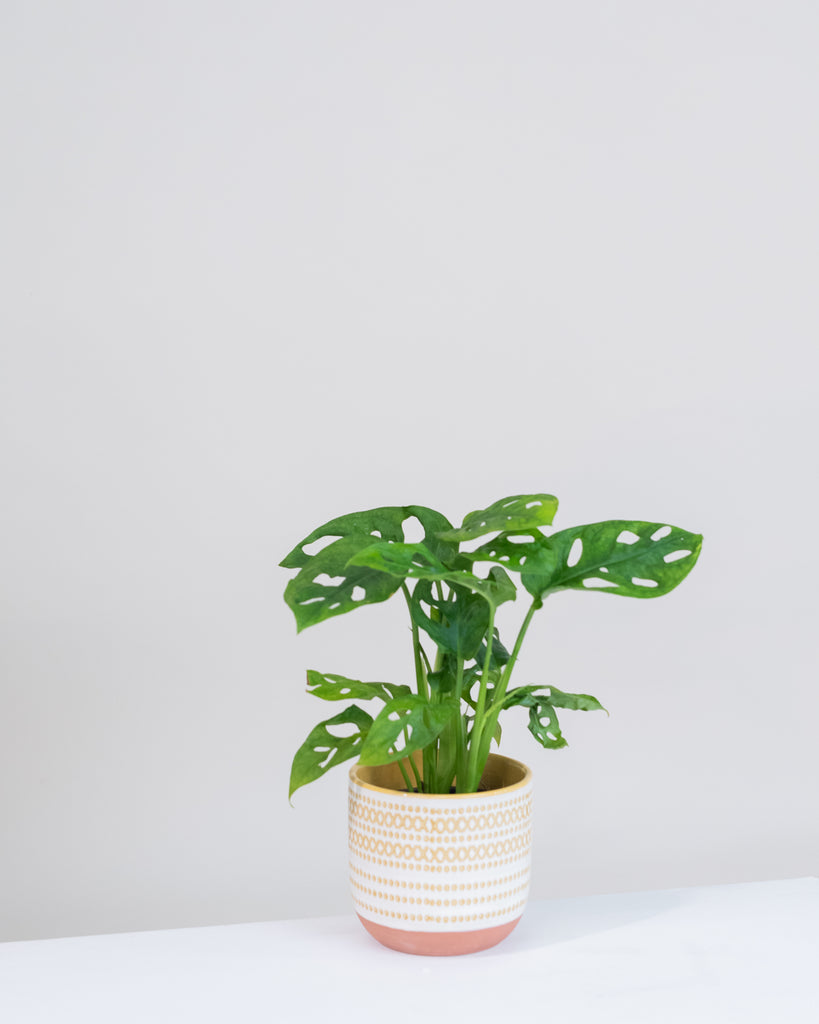 Tout savoir sur le Monstera deliciosa - Folia Design