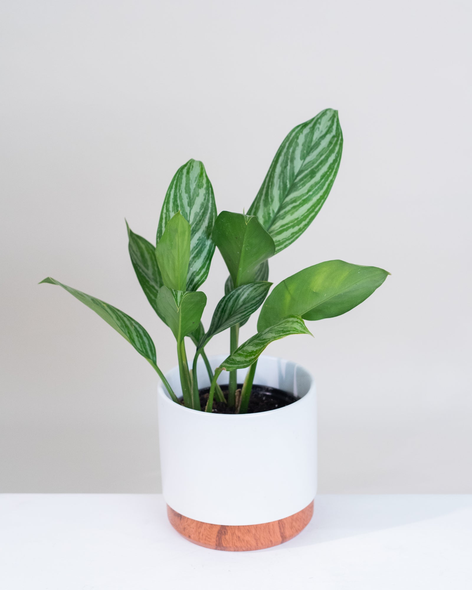 Aglaonema « Stripes »