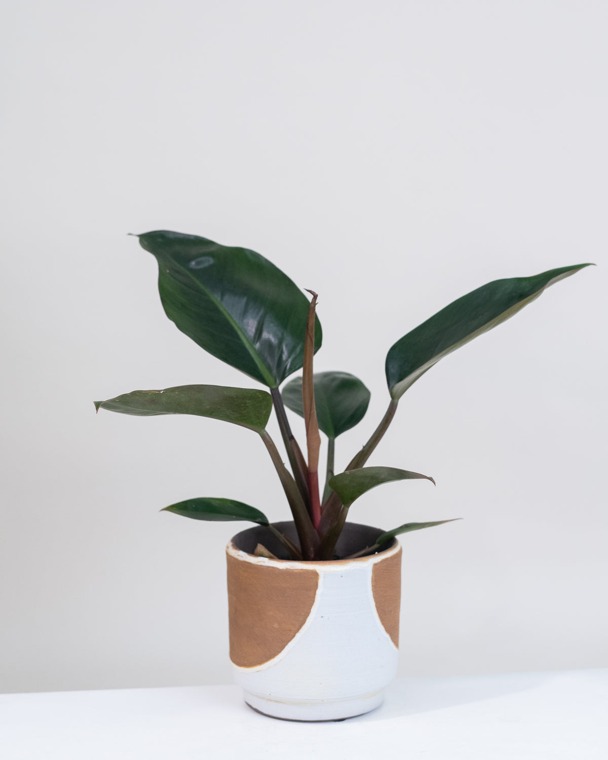 Philodendron « Imperial Red »