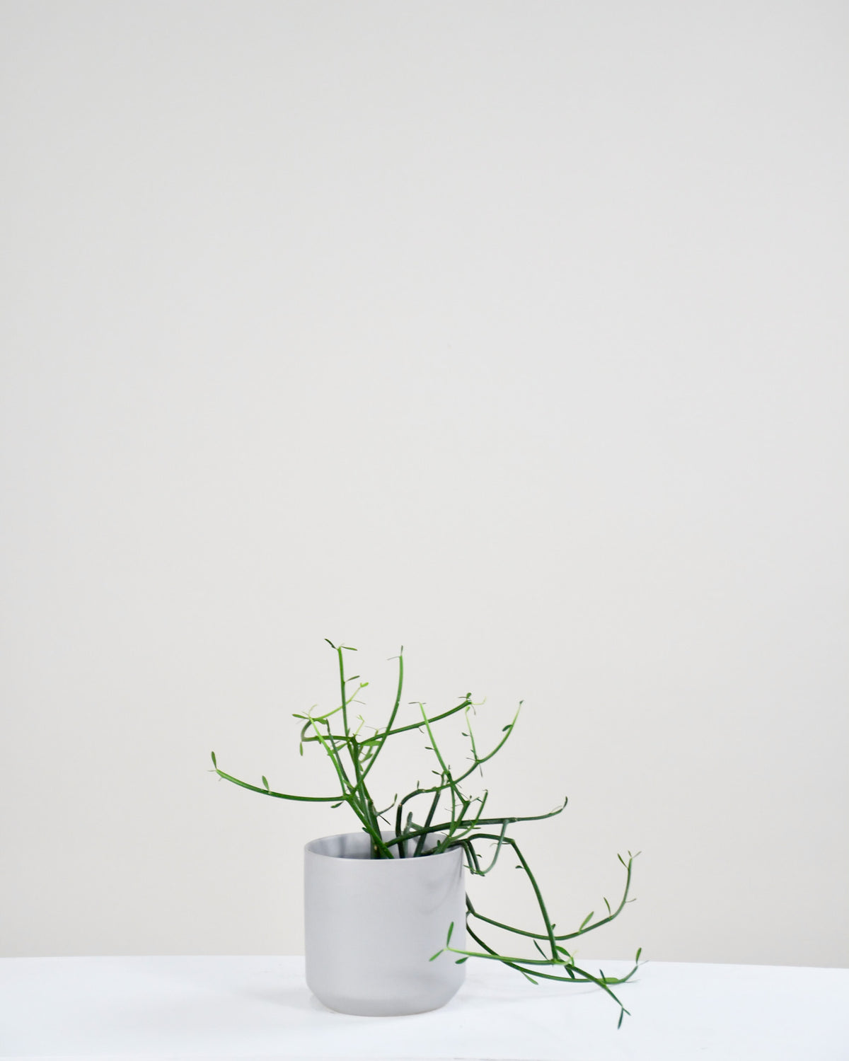 Euphorbia tirucalli « Cactus Crayon »