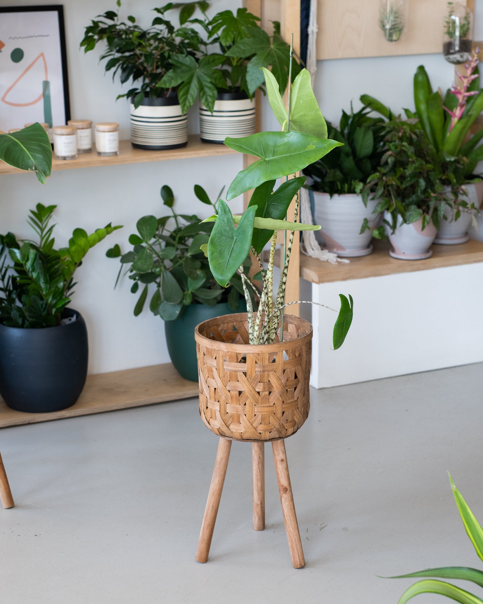Alocasia Zebrina