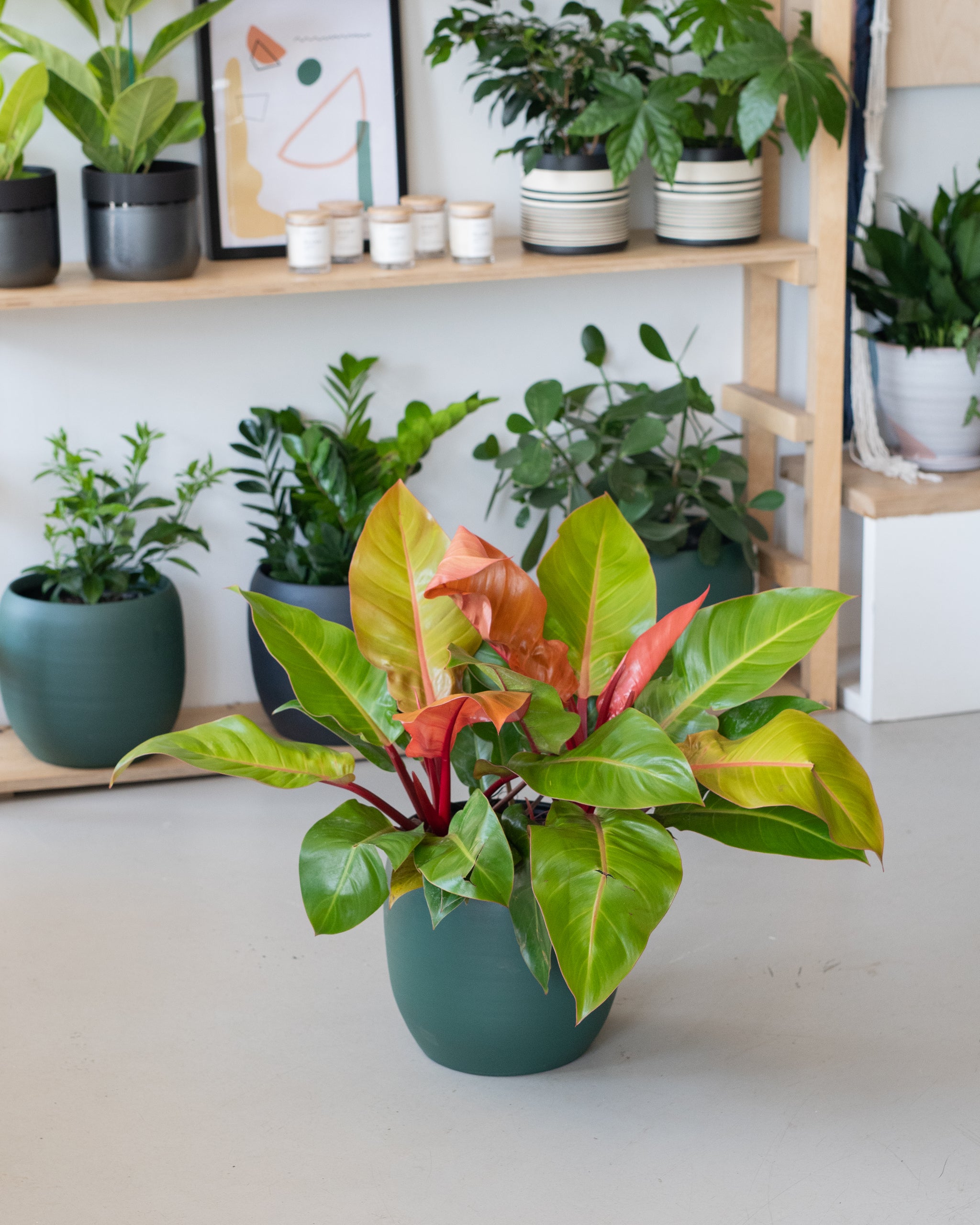 philodendron prince of orange entretien Philodendron « Prince Orange »