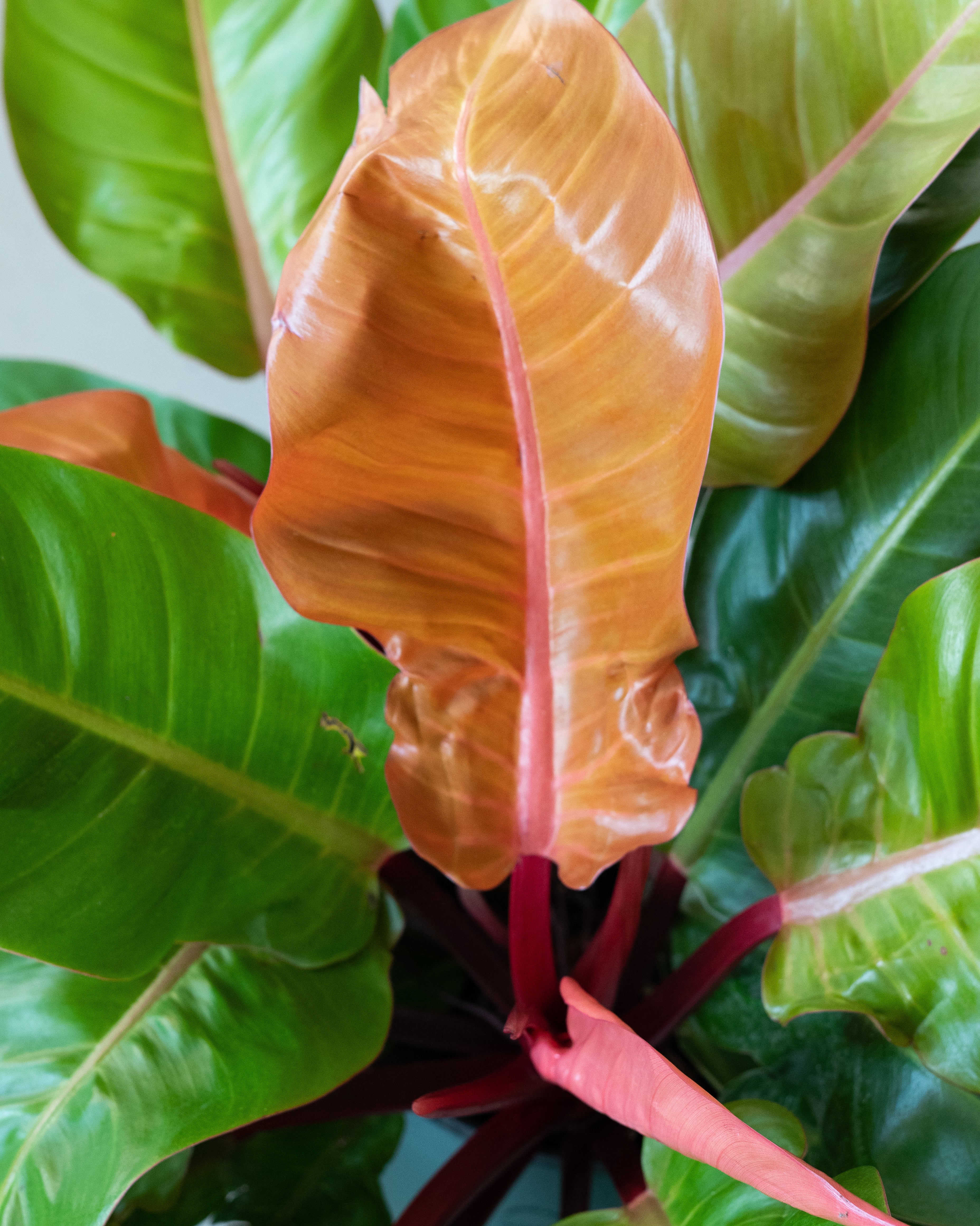 philodendron prince of orange entretien Philodendron « Prince Orange »