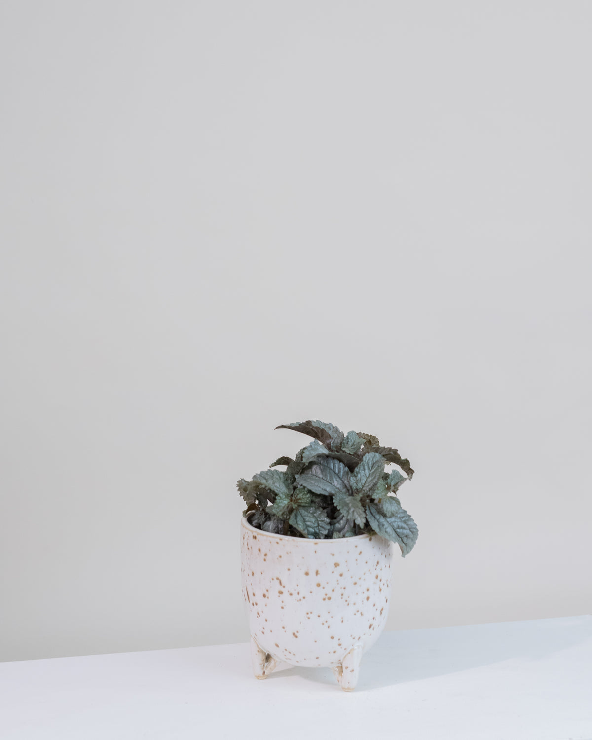 Pilea ellen