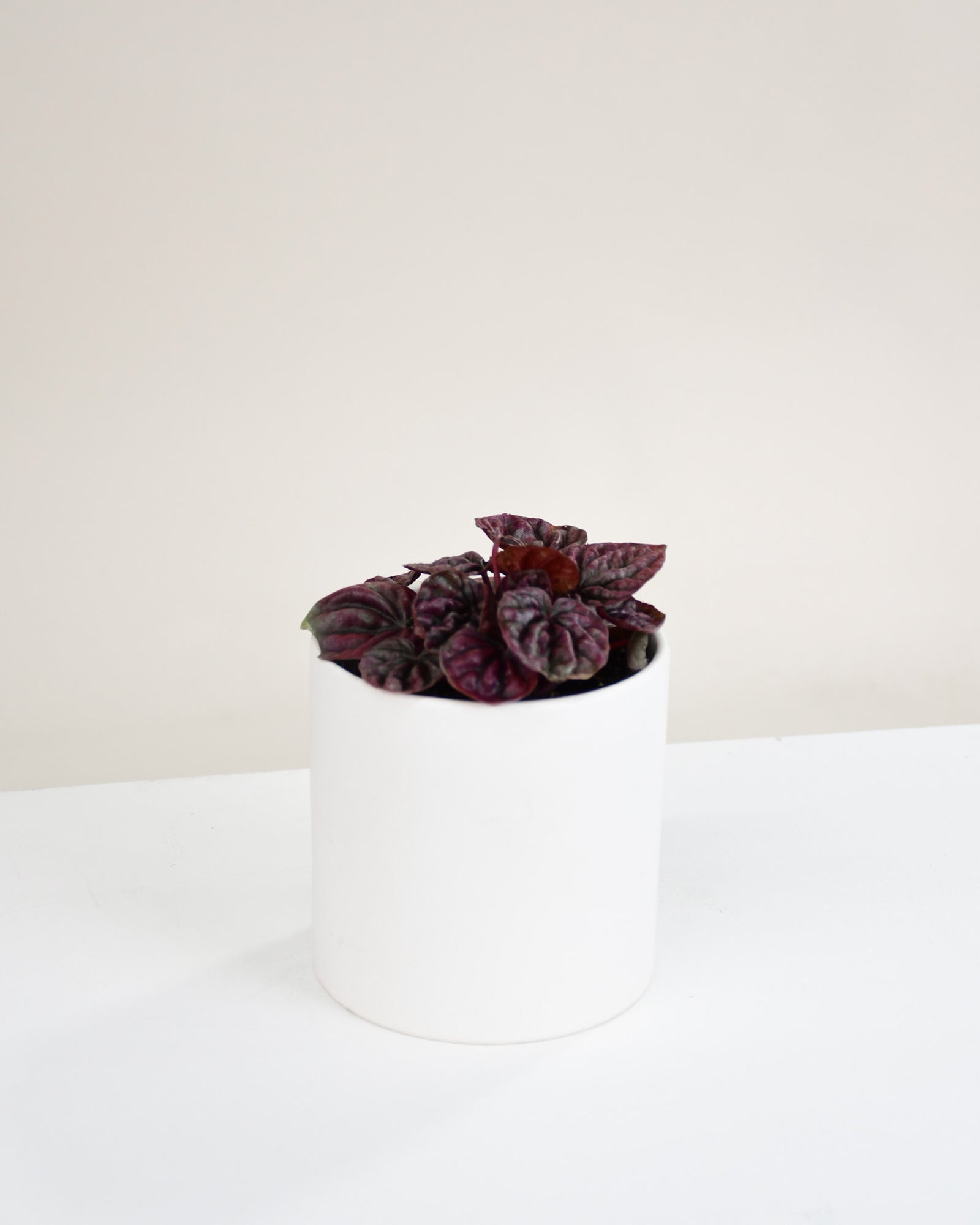 Peperomia caperata « Red Ripple »