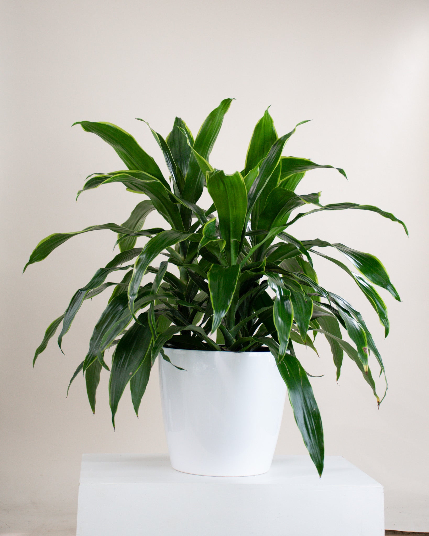dracaena carmen art Dracaena « Carmen Art »