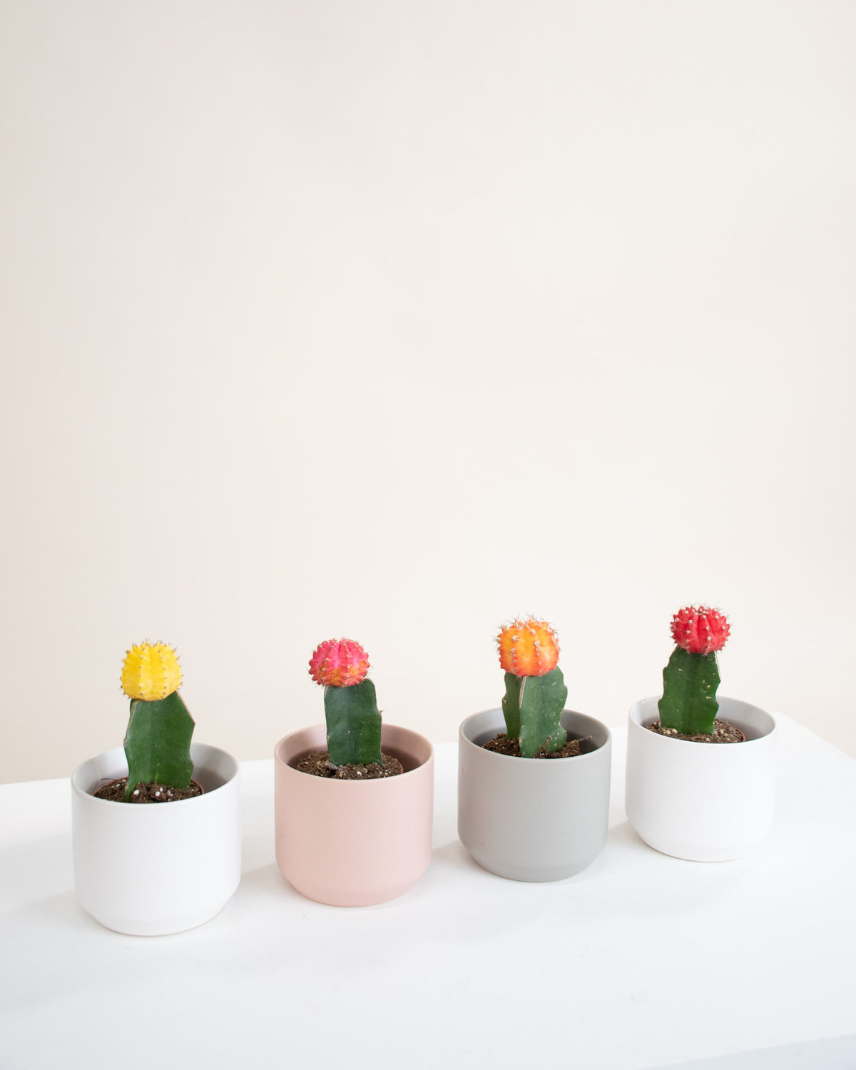 Cactus greffé assortis