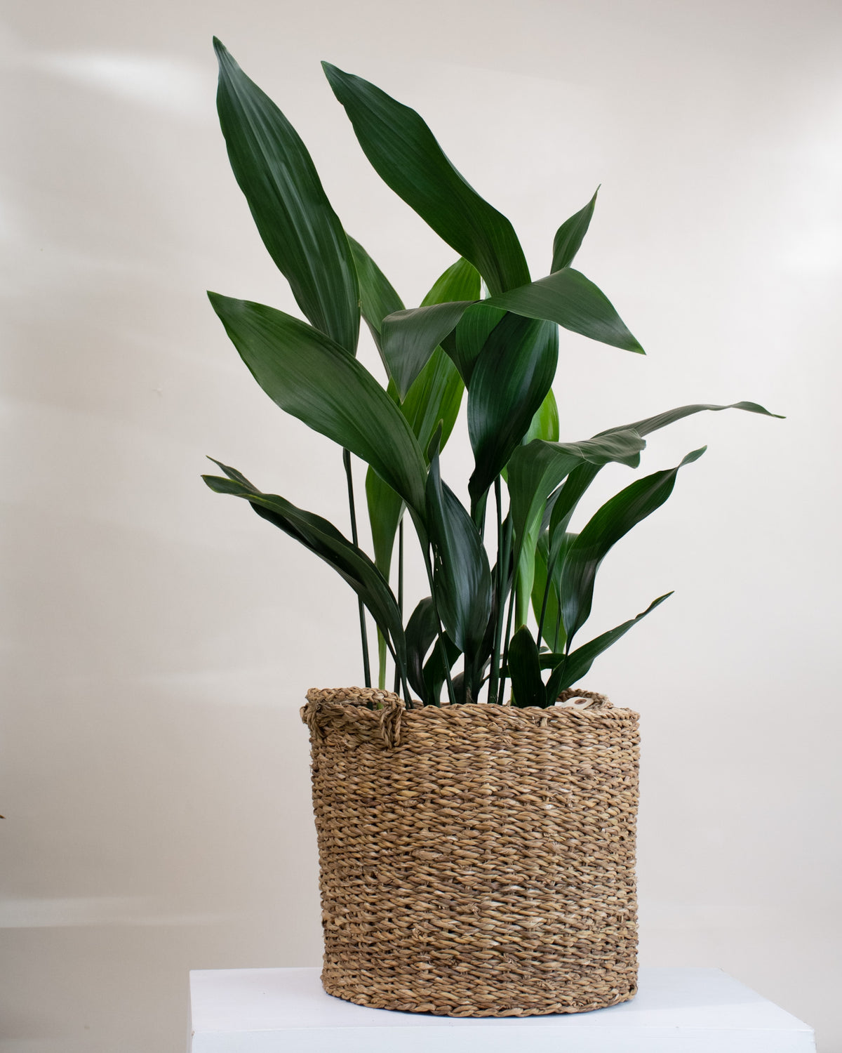 Aspidistra elatior