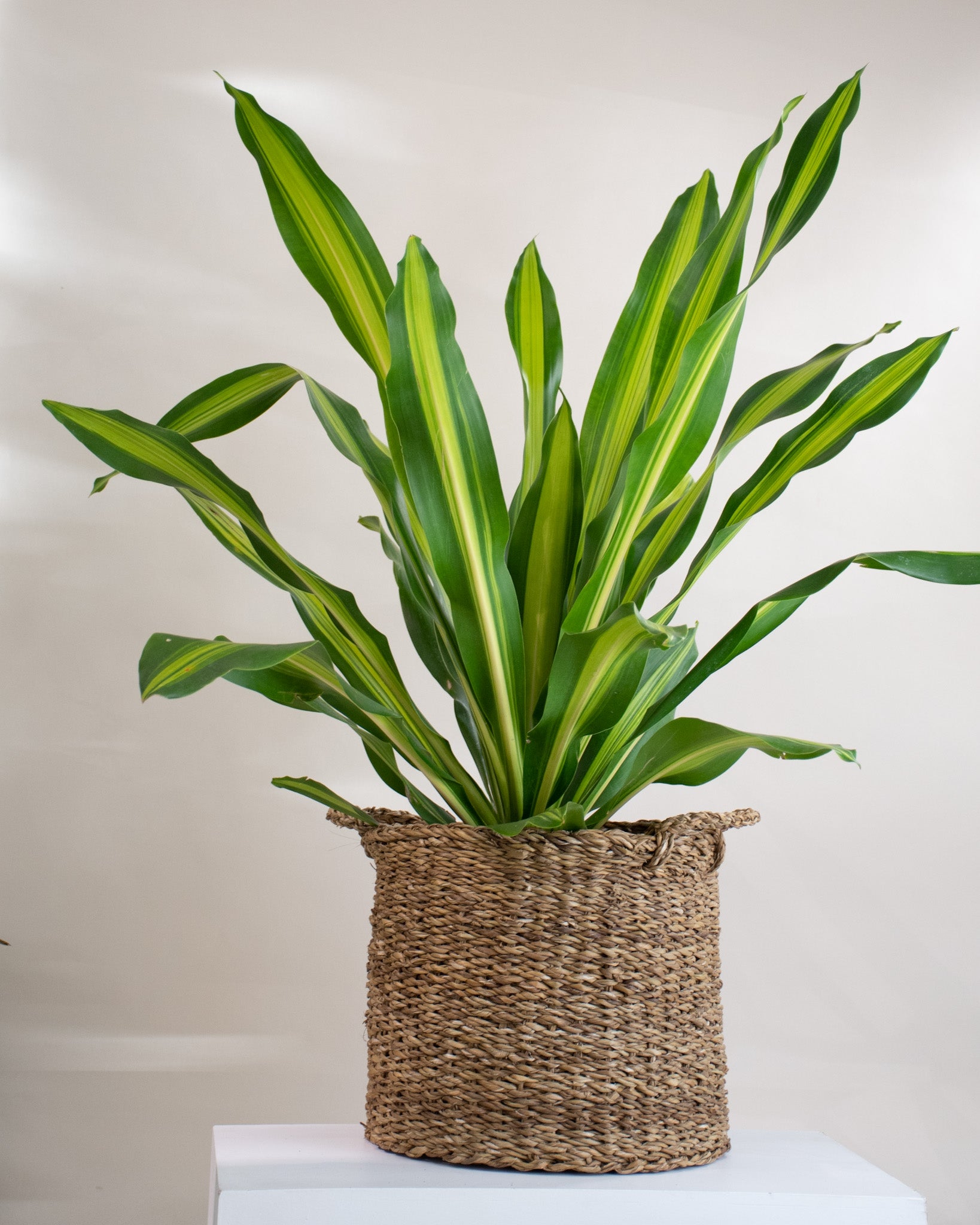 dracaena massangeana entretien Dracaena massangeana « Giganta »