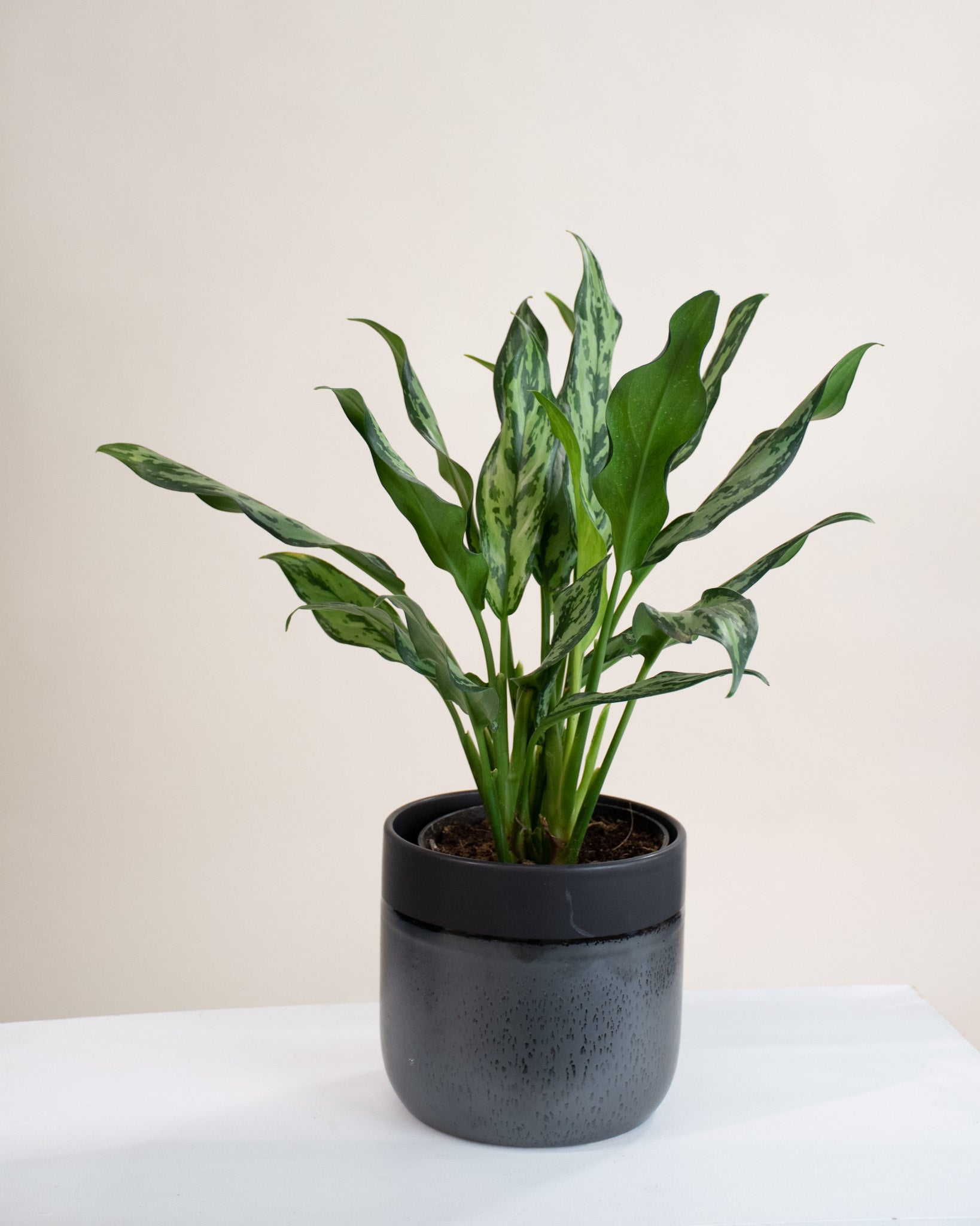 aglaonema juliette Aglaonema « Juliette »