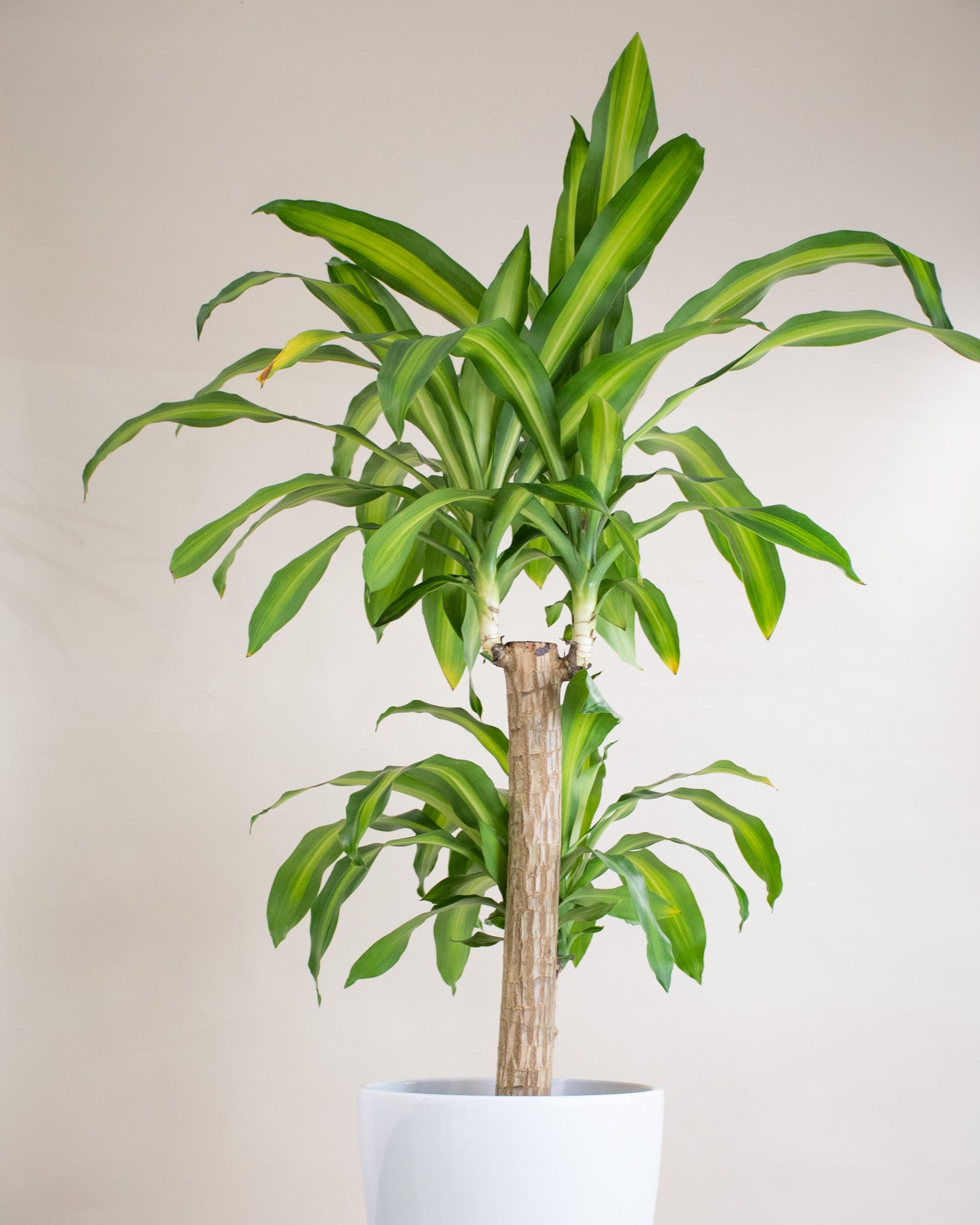 dracaena massangeana entretien Dracaena massangeana