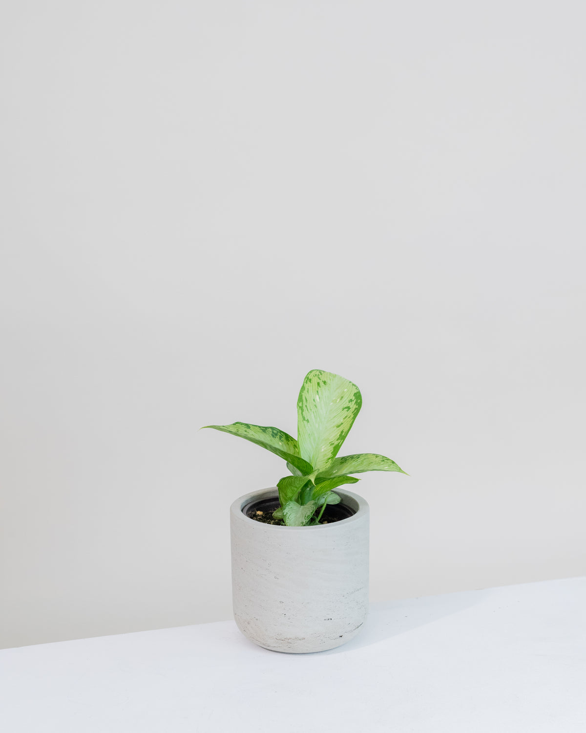 Dieffenbachia maculata « Tropical Tiki »