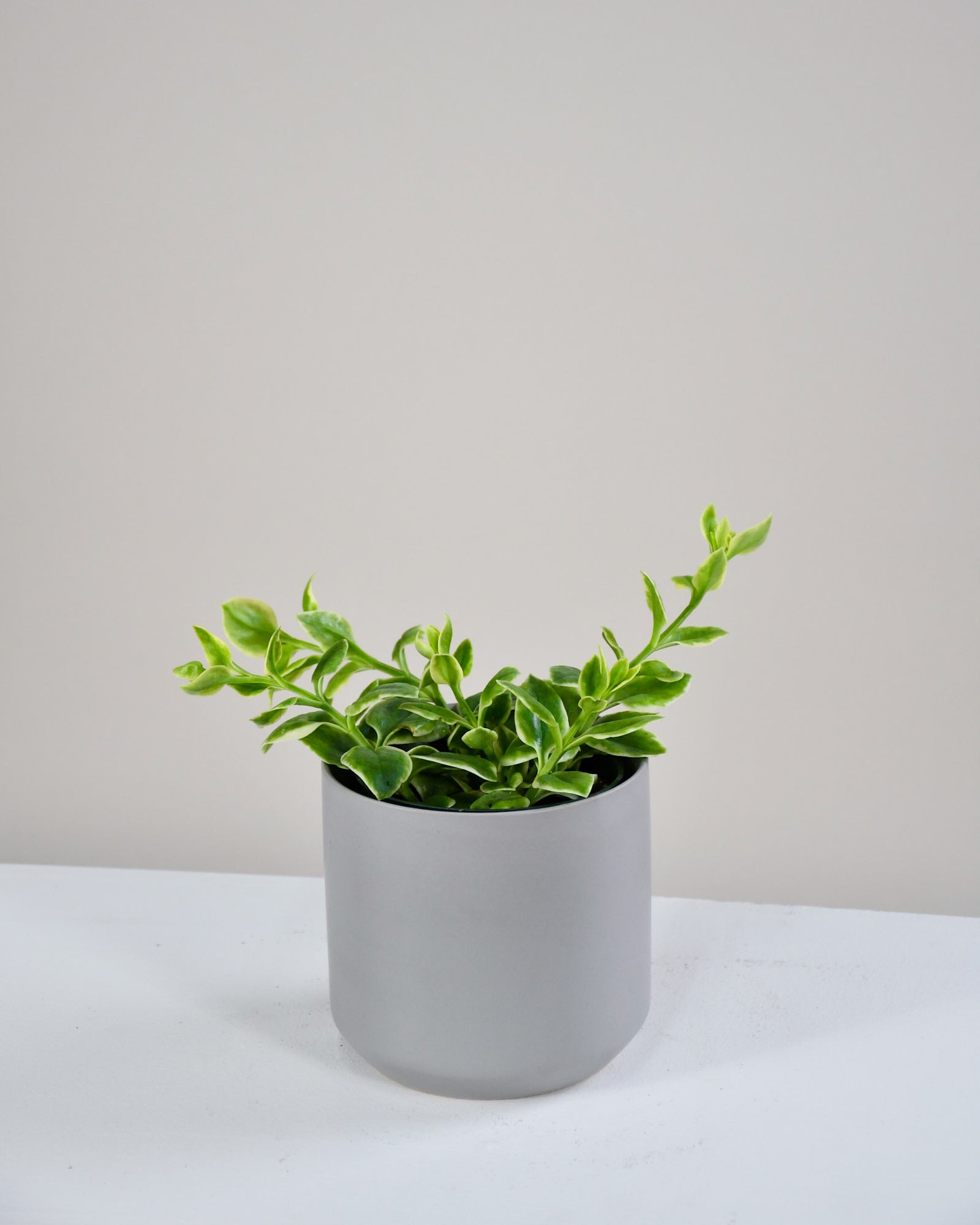 Aptenia Cordifolia