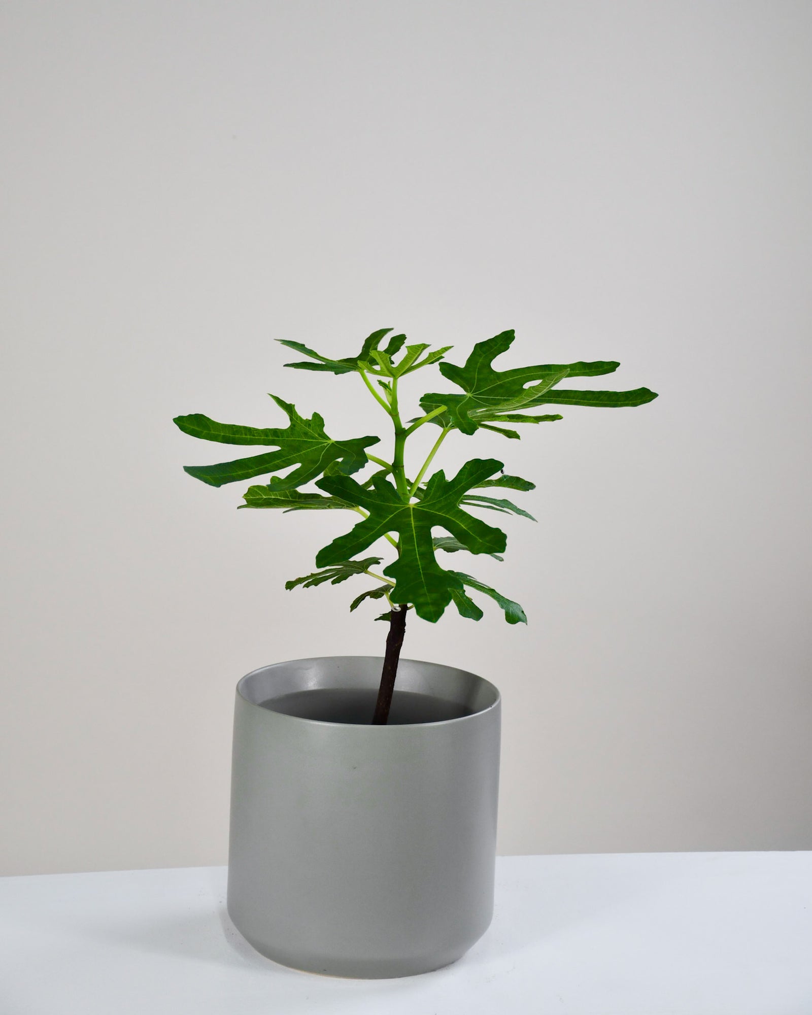 Ficus carica « Figuier »
