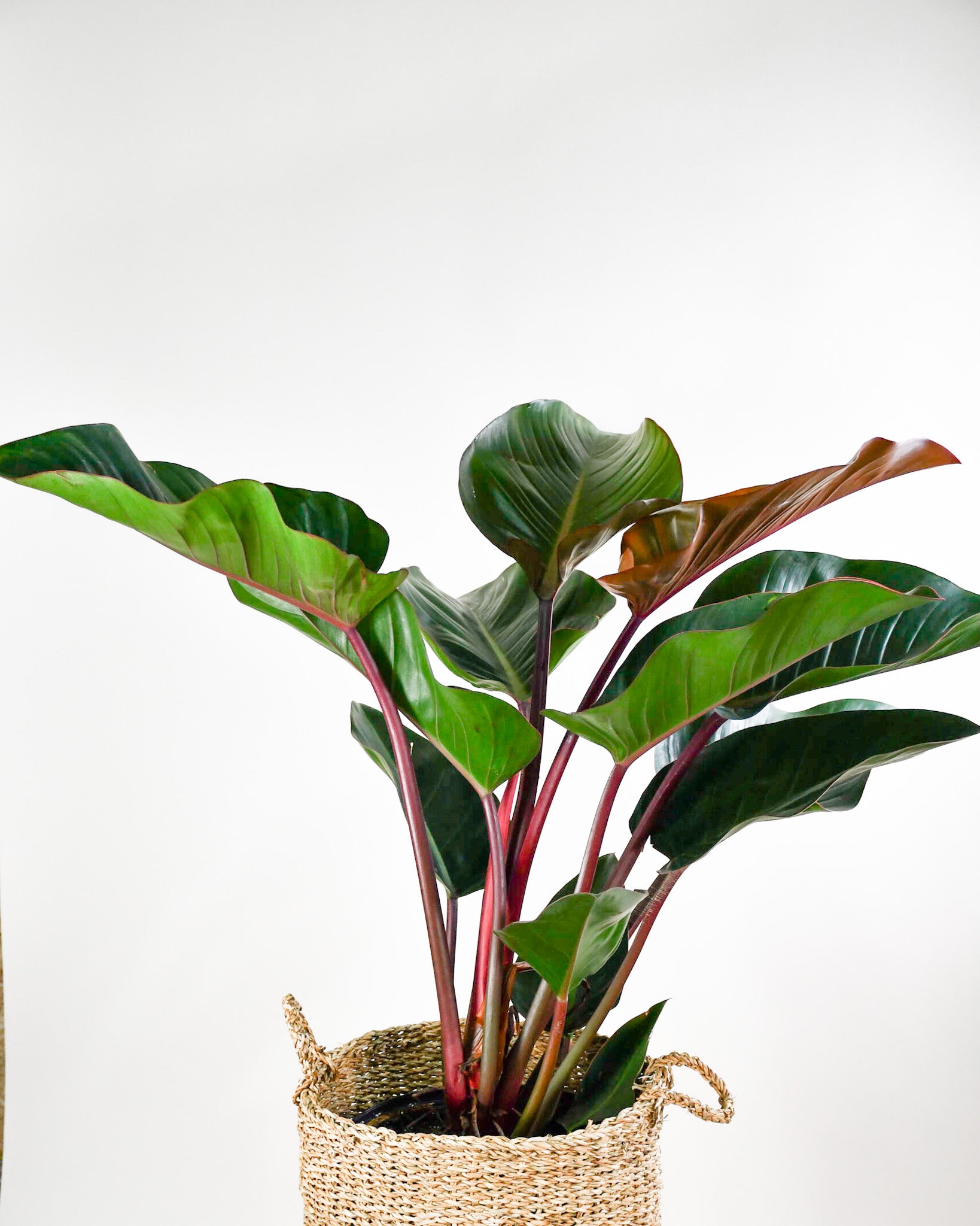 culture du philodendron congo feuilles Philodendron « Congo Rojo »