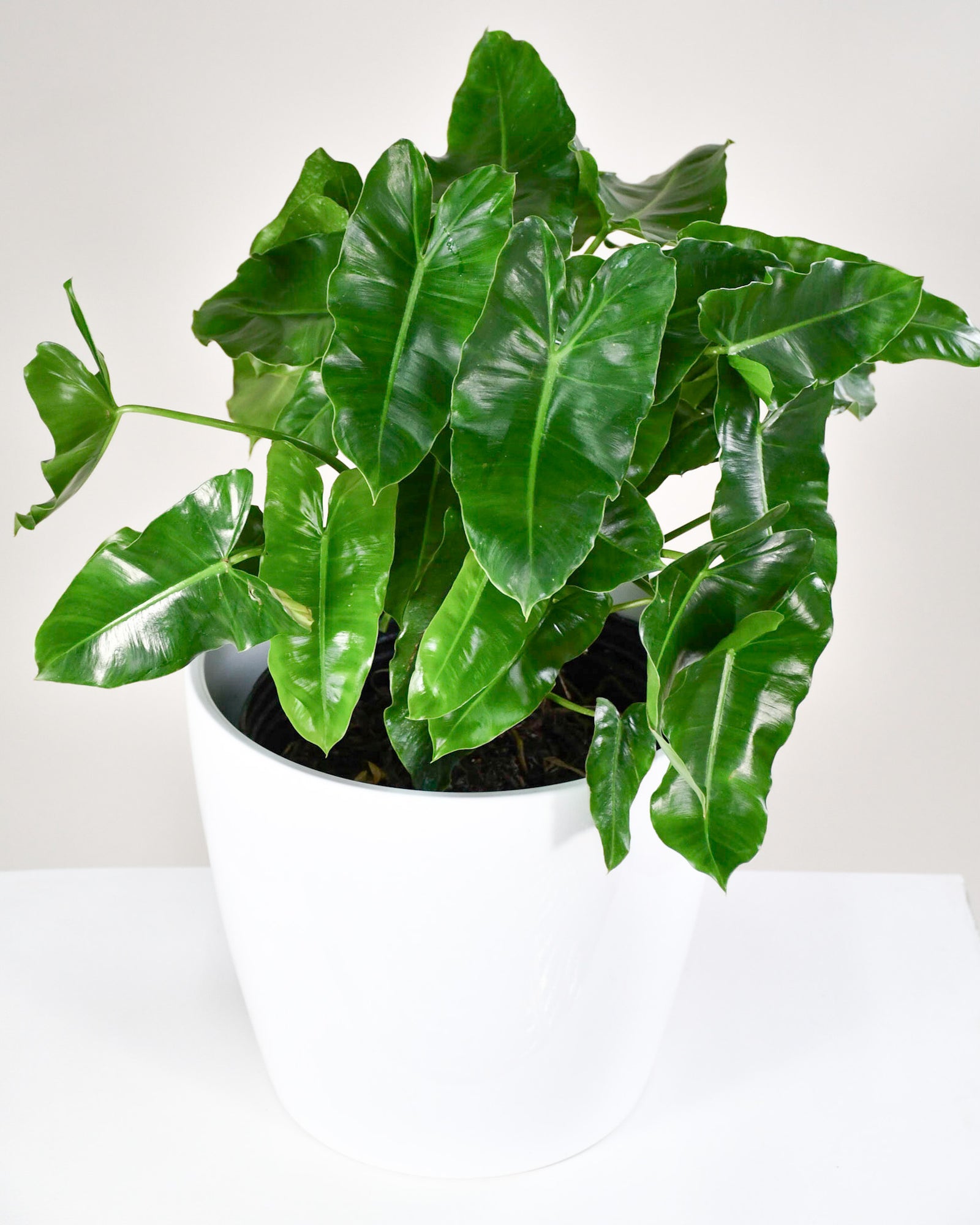 Philodendron « Burle Marx »