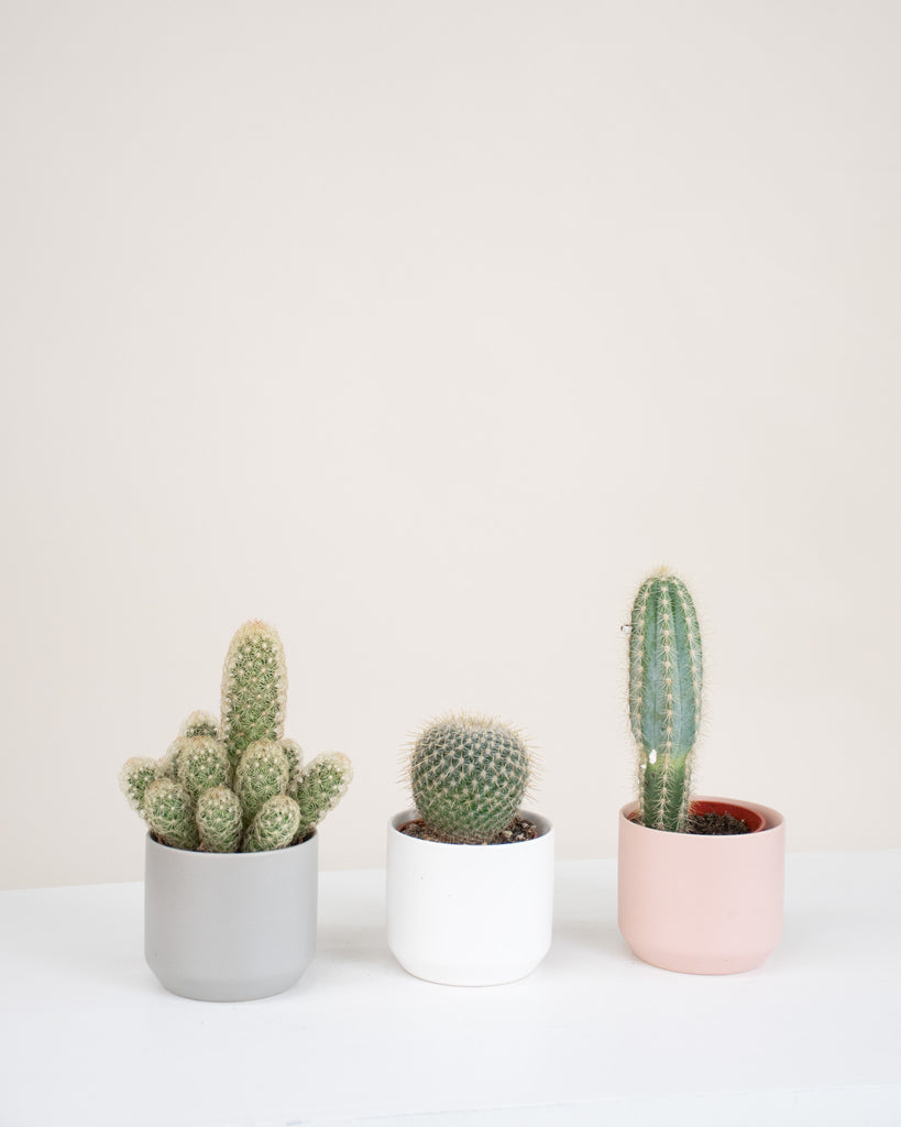 Terreau pour cactus et succulentes - Folia Design