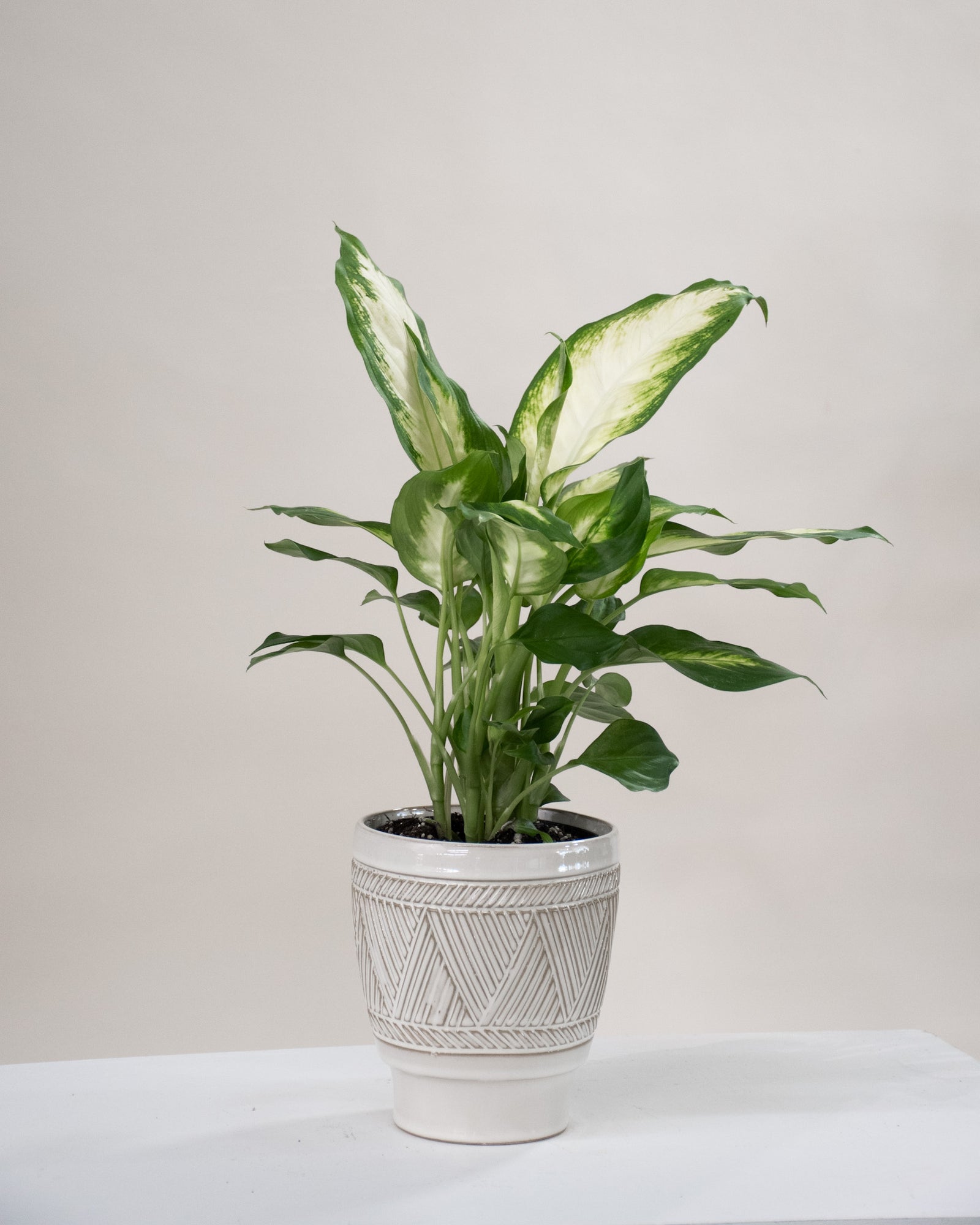 Dieffenbachia « Camille »