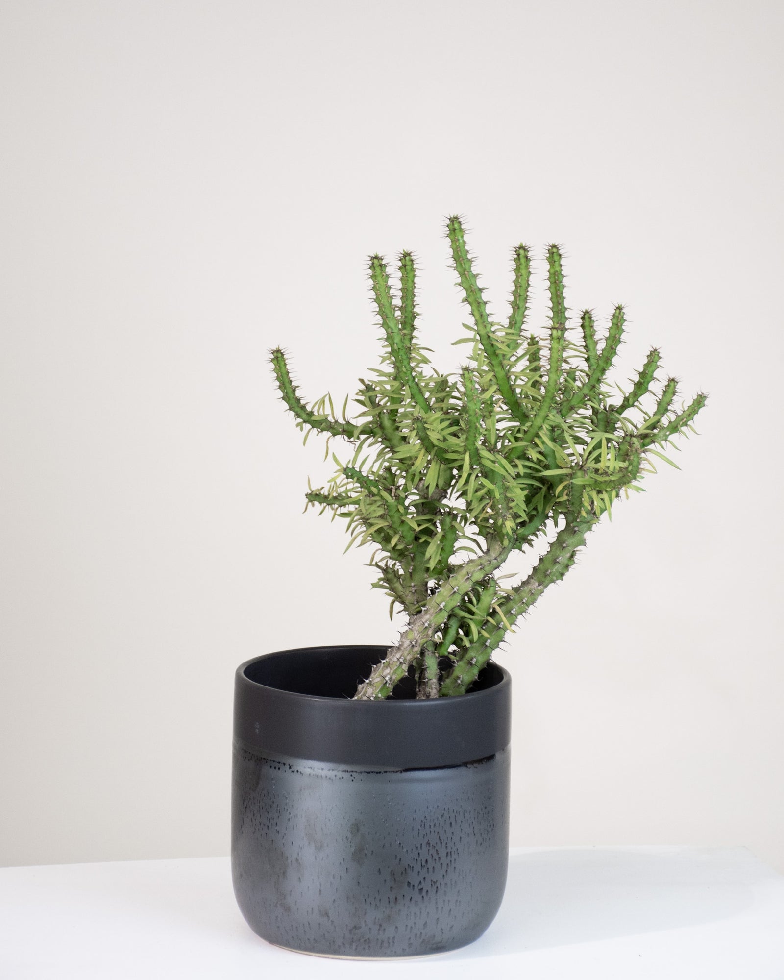 Euphorbia grandidens